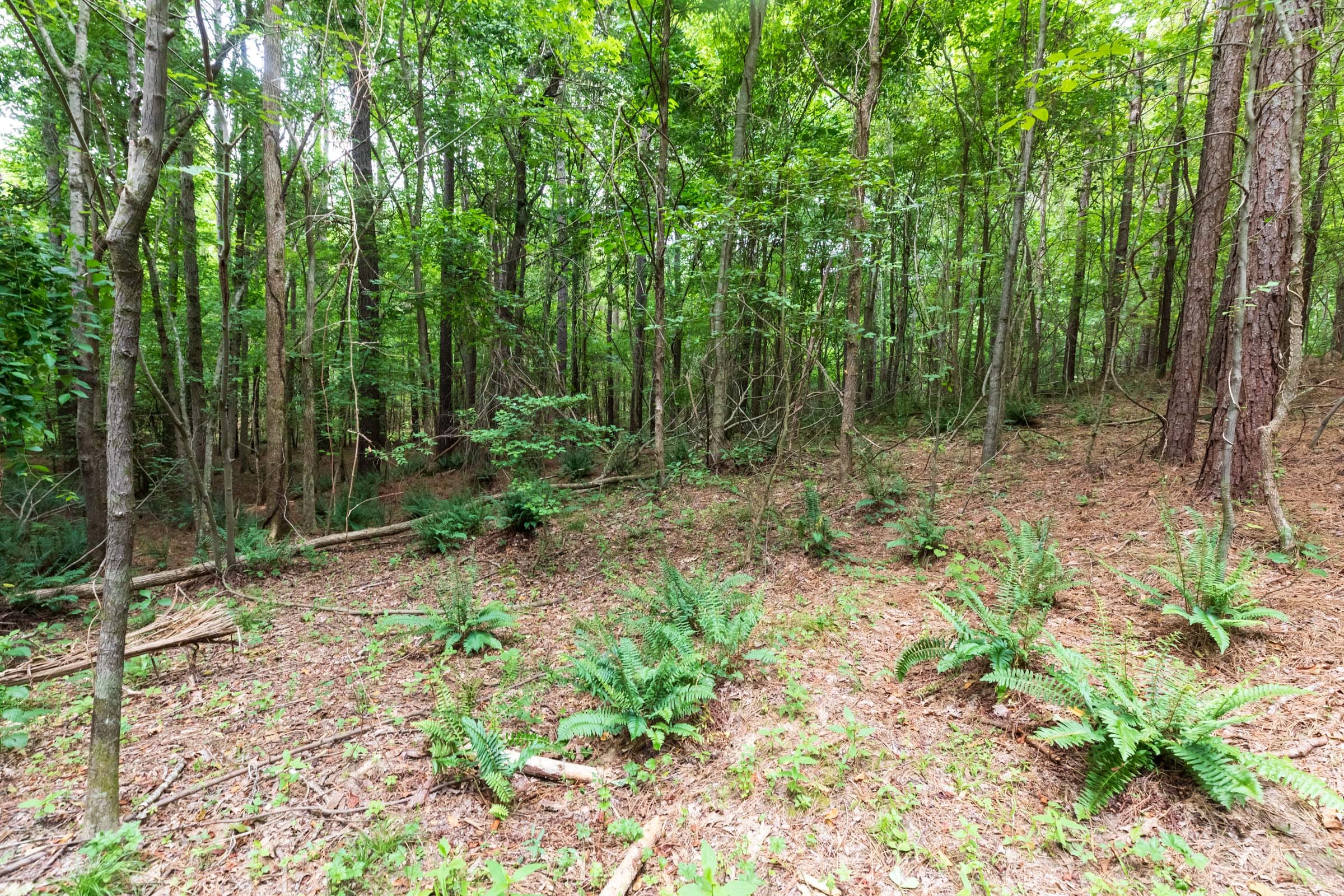 Whiskey Ridge Tract 34 photo 3