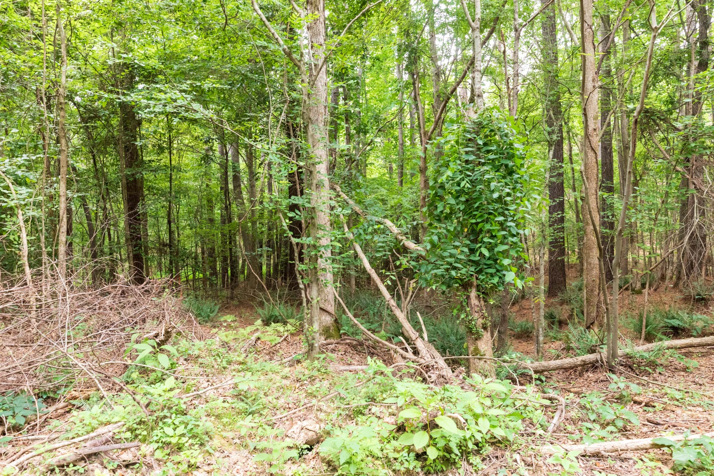 Whiskey Ridge Tract 34 photo 5
