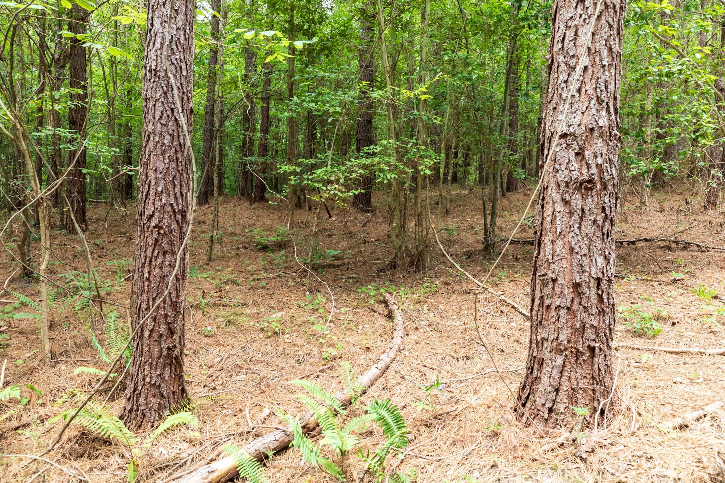 Whiskey Ridge Tract 34 photo 4