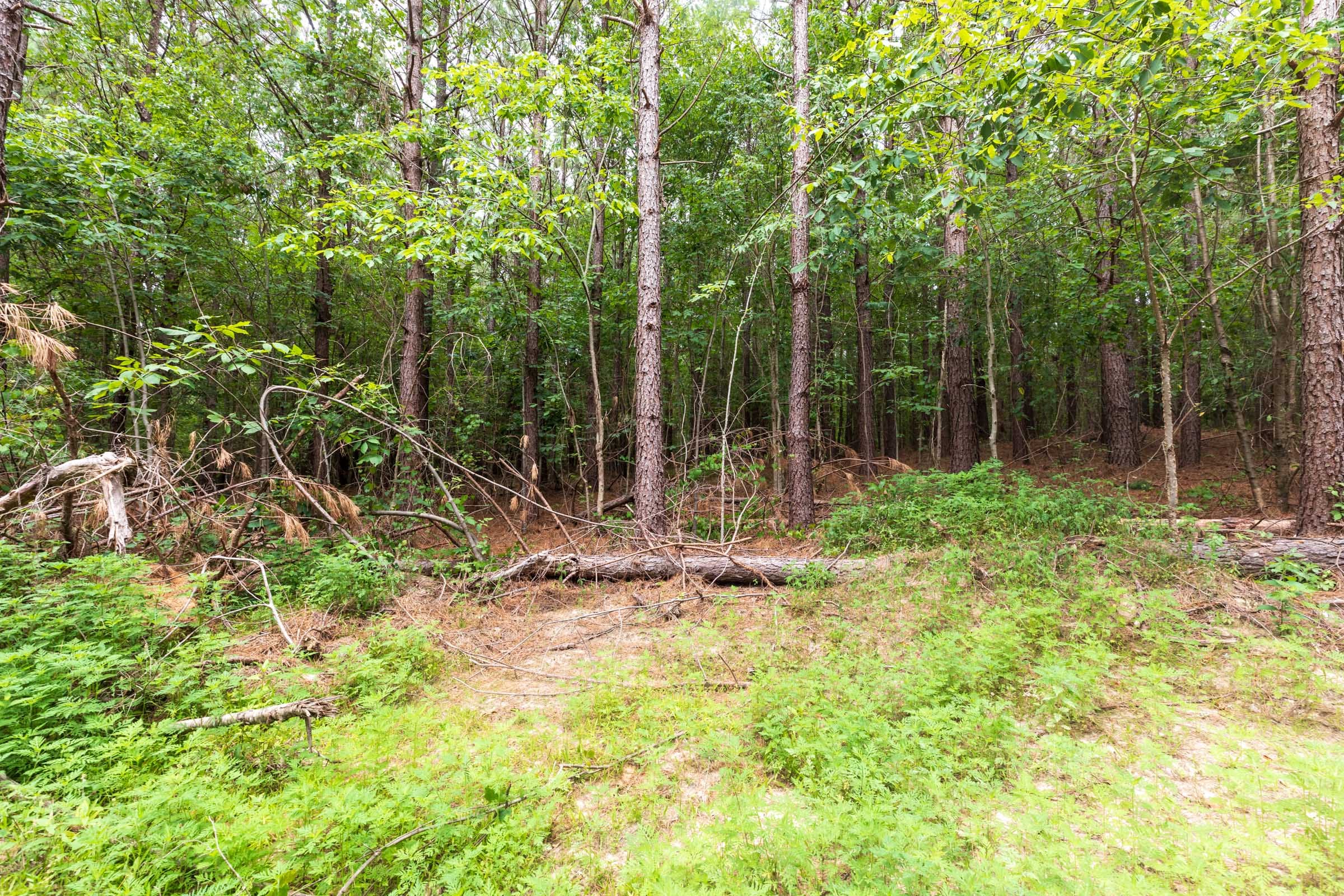 Whiskey Ridge Tract 34 photo 7