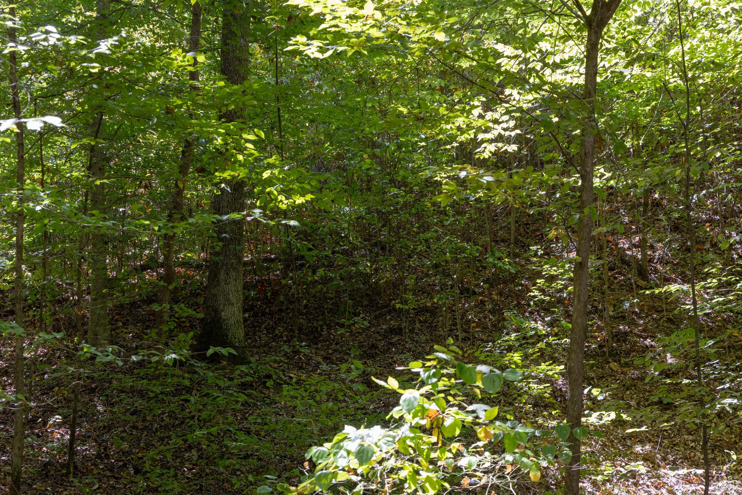 Big White Oak Tract 28 photo 9