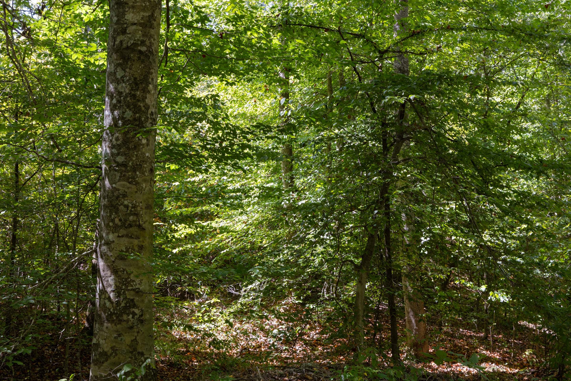 Big White Oak Tract 28 photo 7