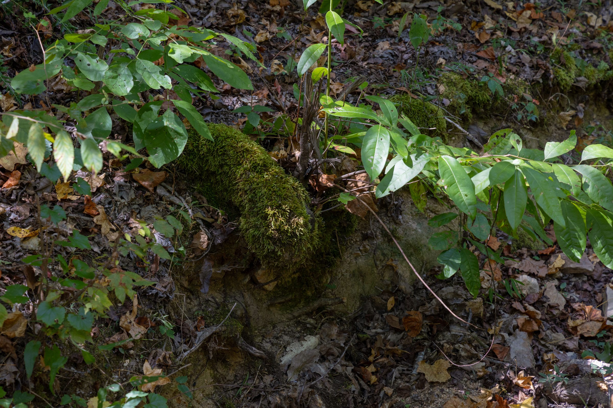 Big White Oak Tract 28 photo 5