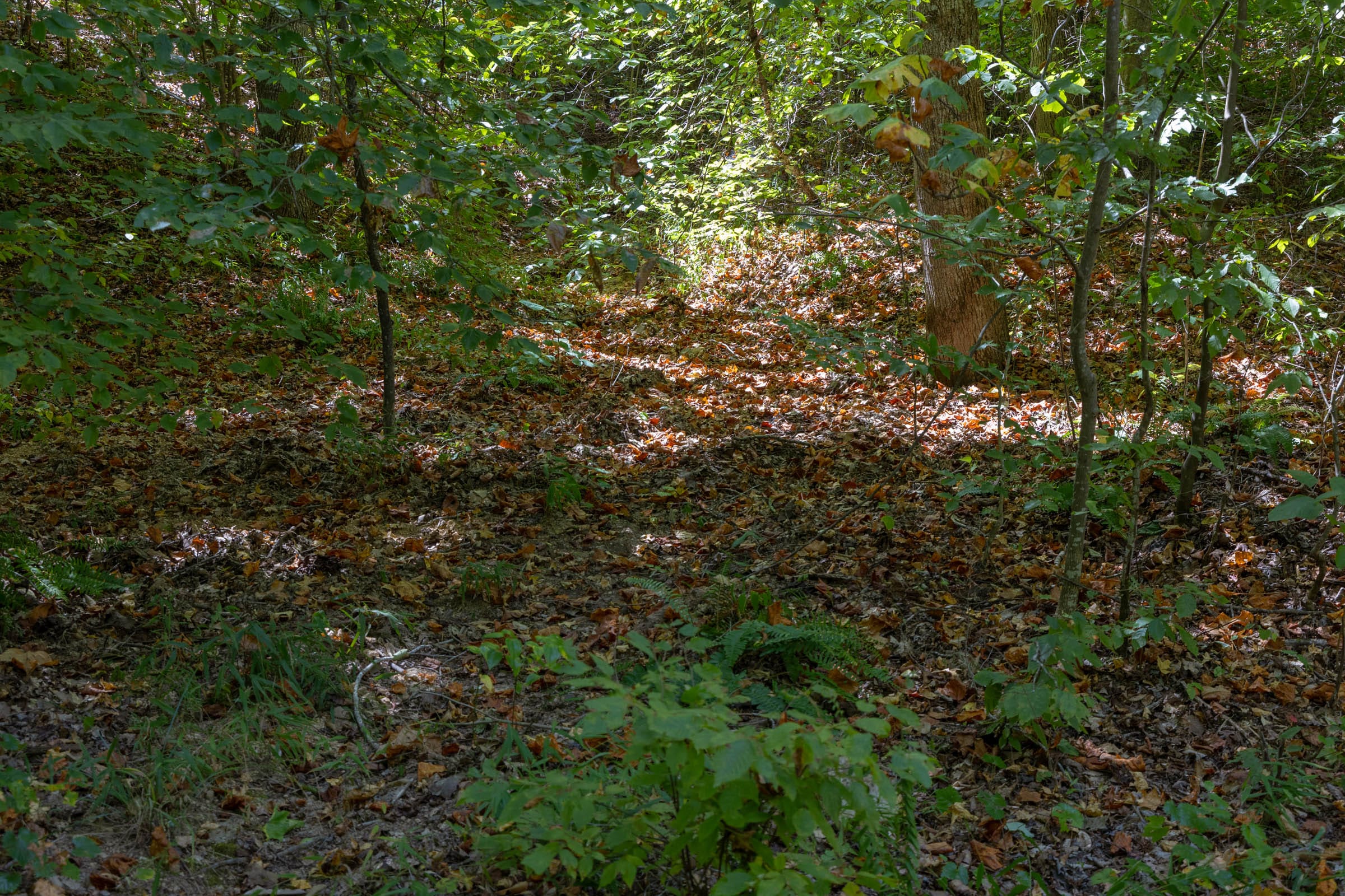 Big White Oak Tract 28 photo 4