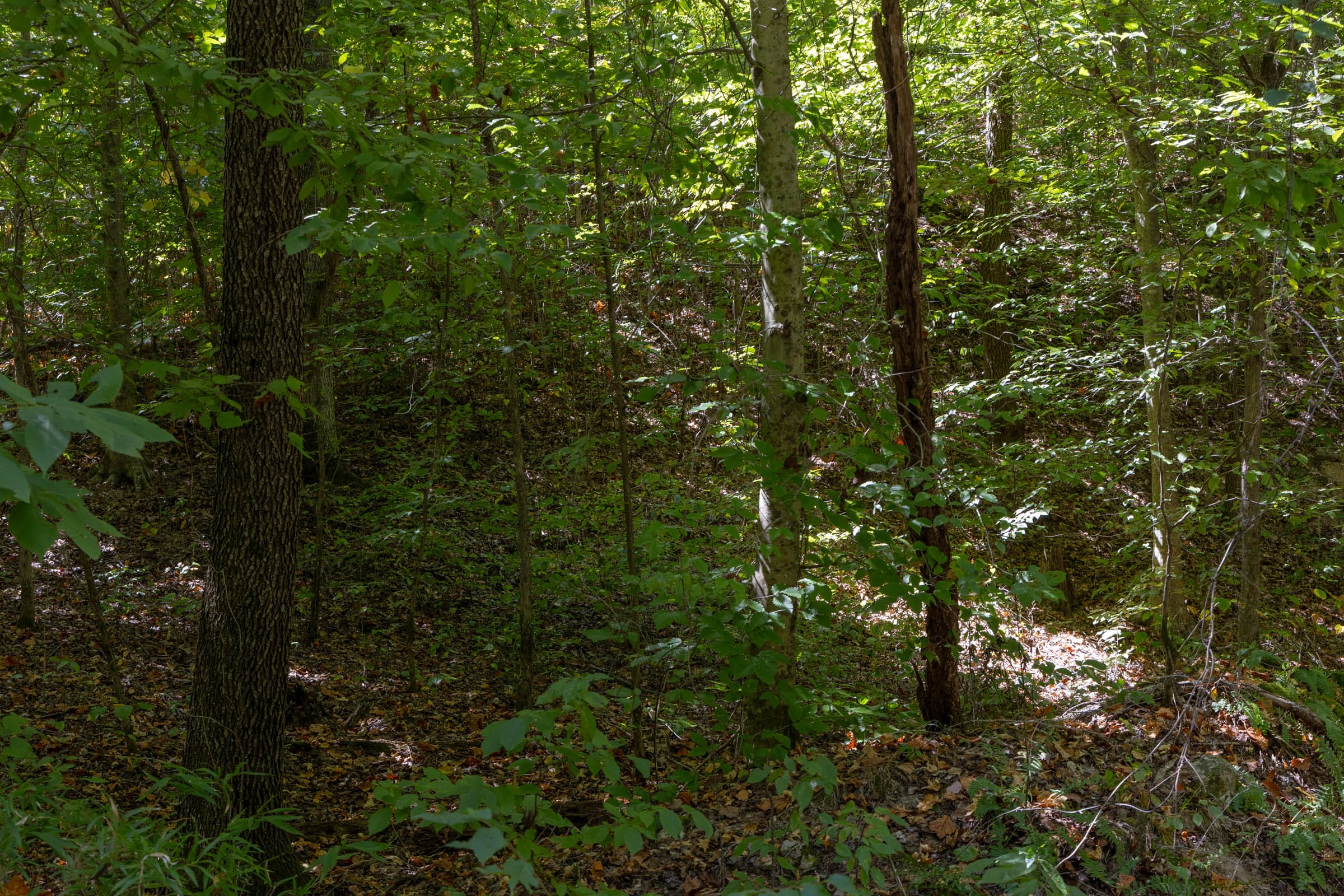 Big White Oak Tract 28 photo 2