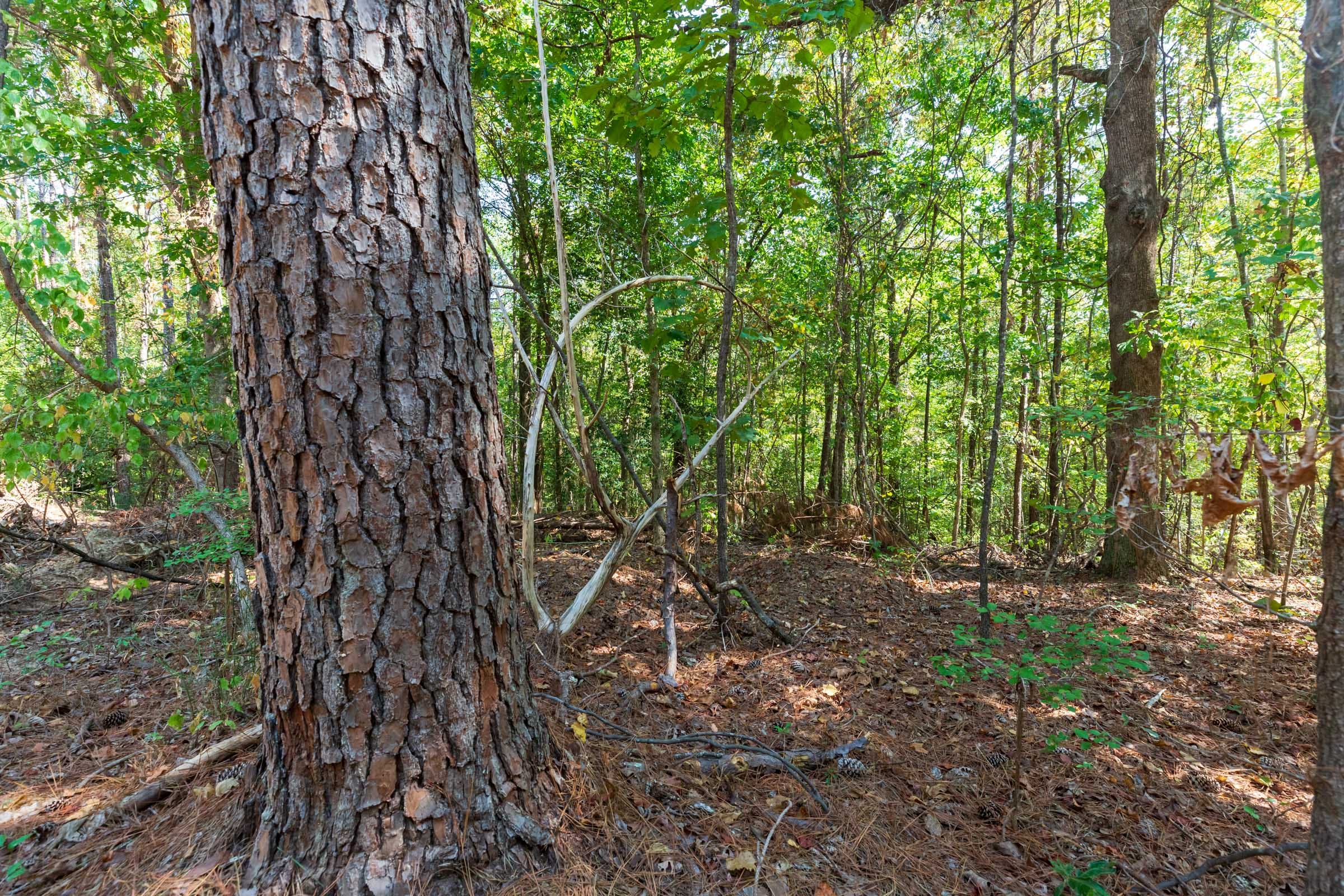 Willow Grove Tract 10 photo 2