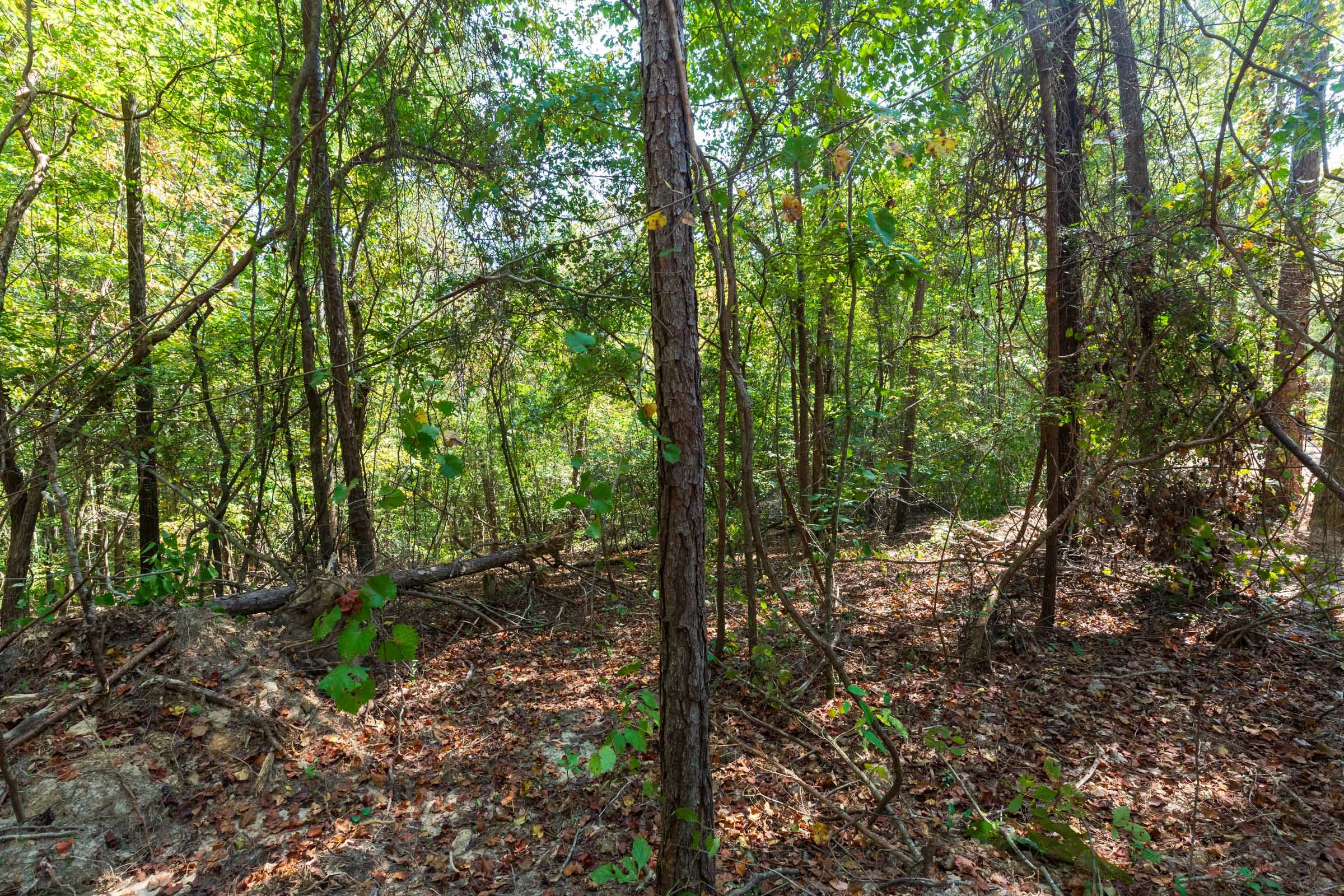 Willow Grove Tract 10 photo 5