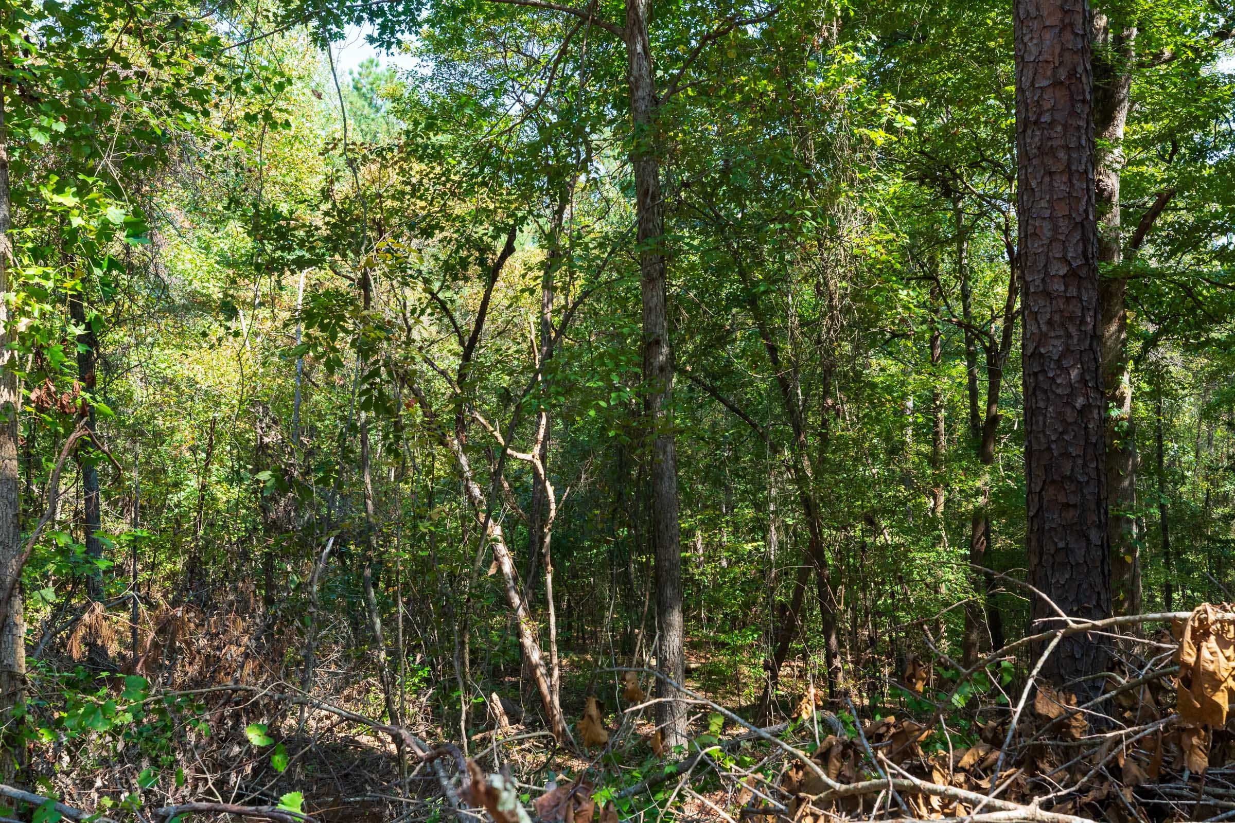 Willow Grove Tract 10 photo 6