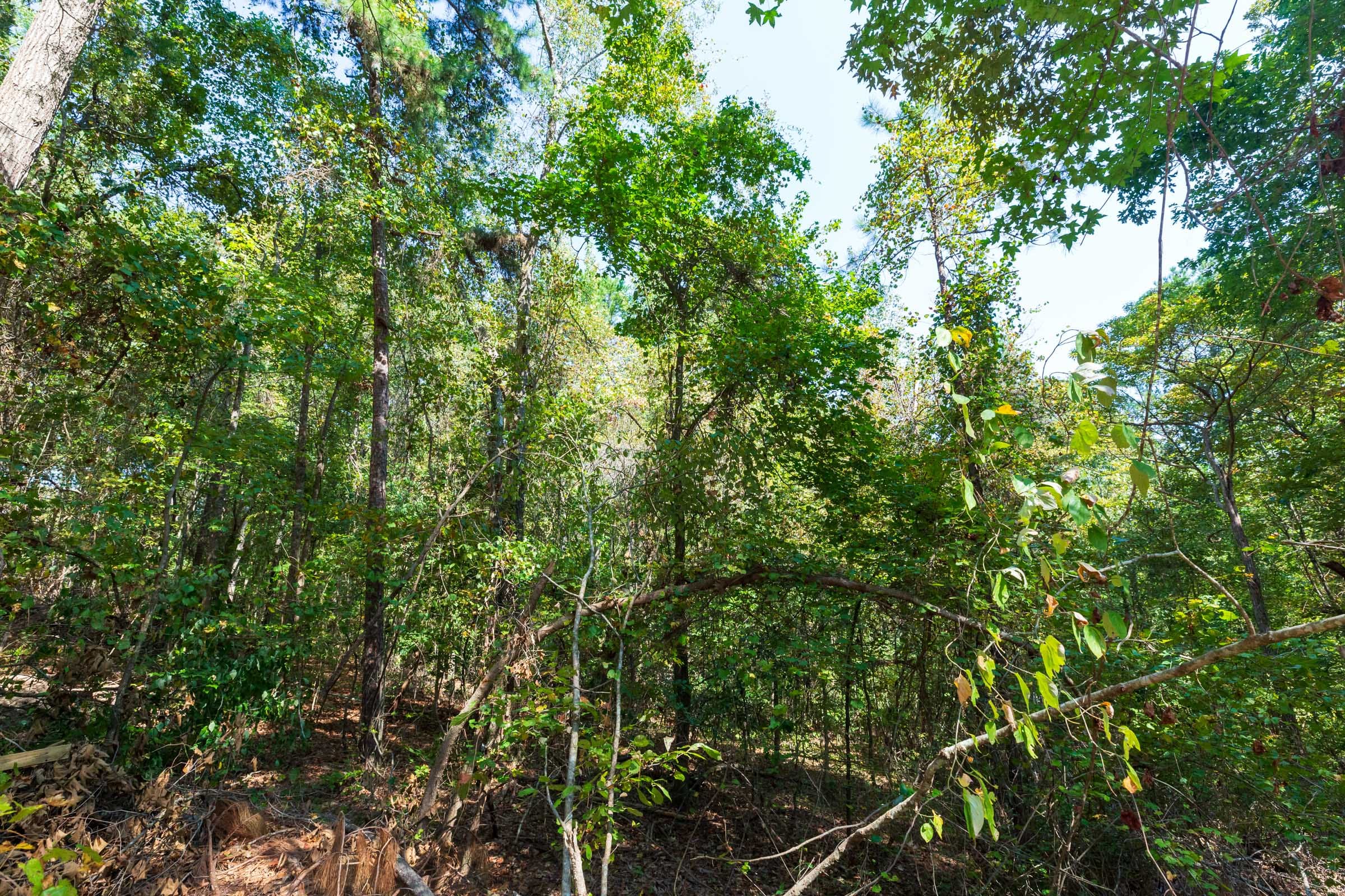 Willow Grove Tract 10 photo 8