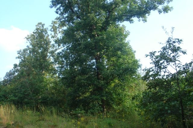 Sugartree Falls Tract 15 photo 4