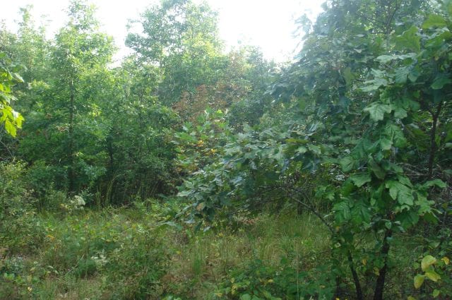 Sugartree Falls Tract 15 photo 5