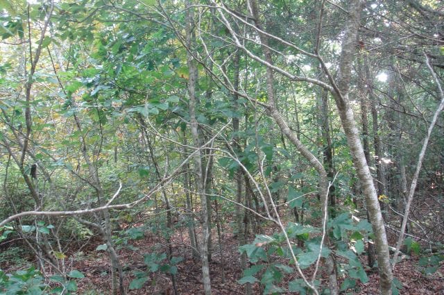 Sugartree Falls Tract 15 photo 6