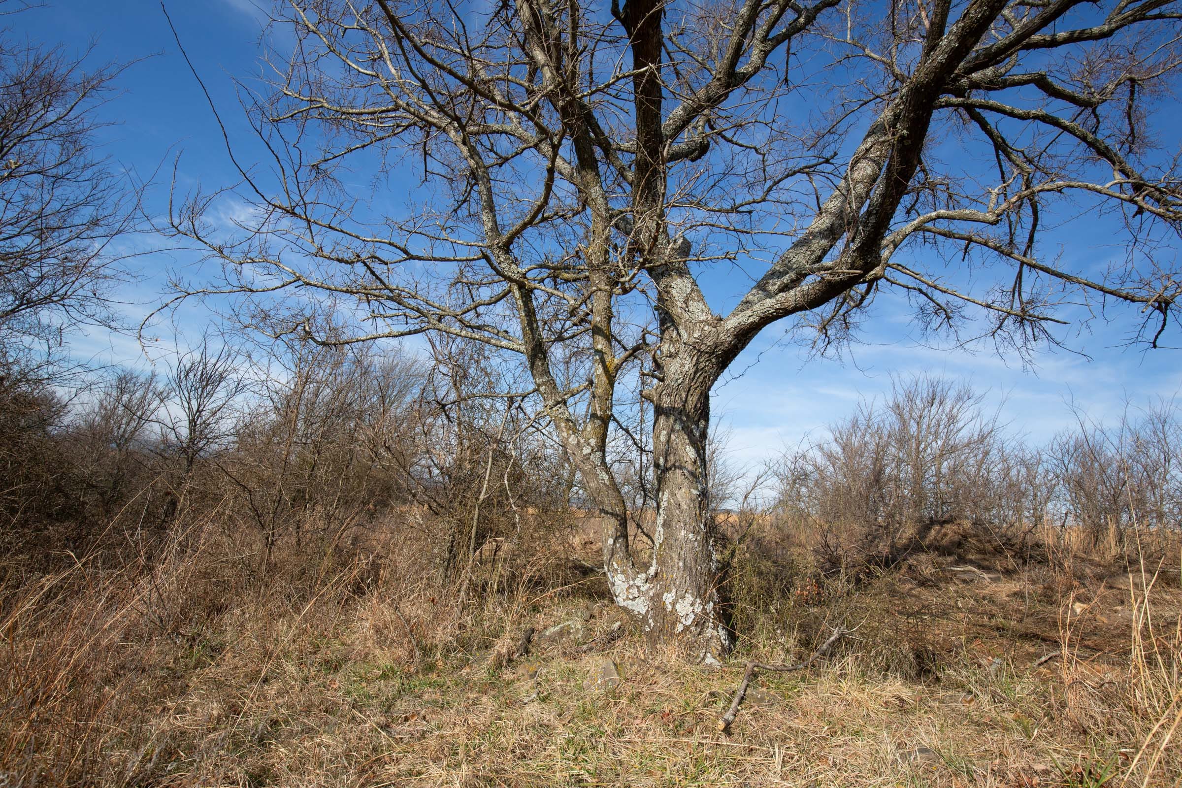 Painted Horse Tract 12 photo 11