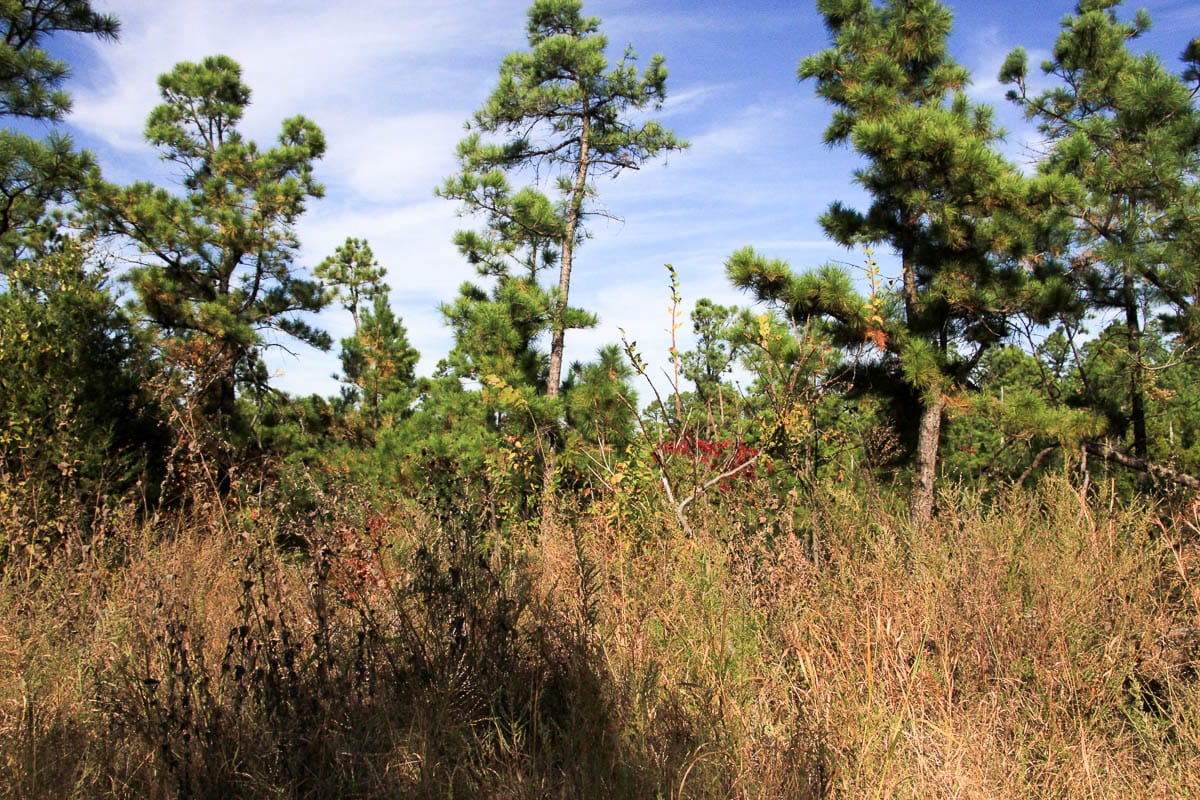 Stone Creek Phase III Tract 47 photo 6