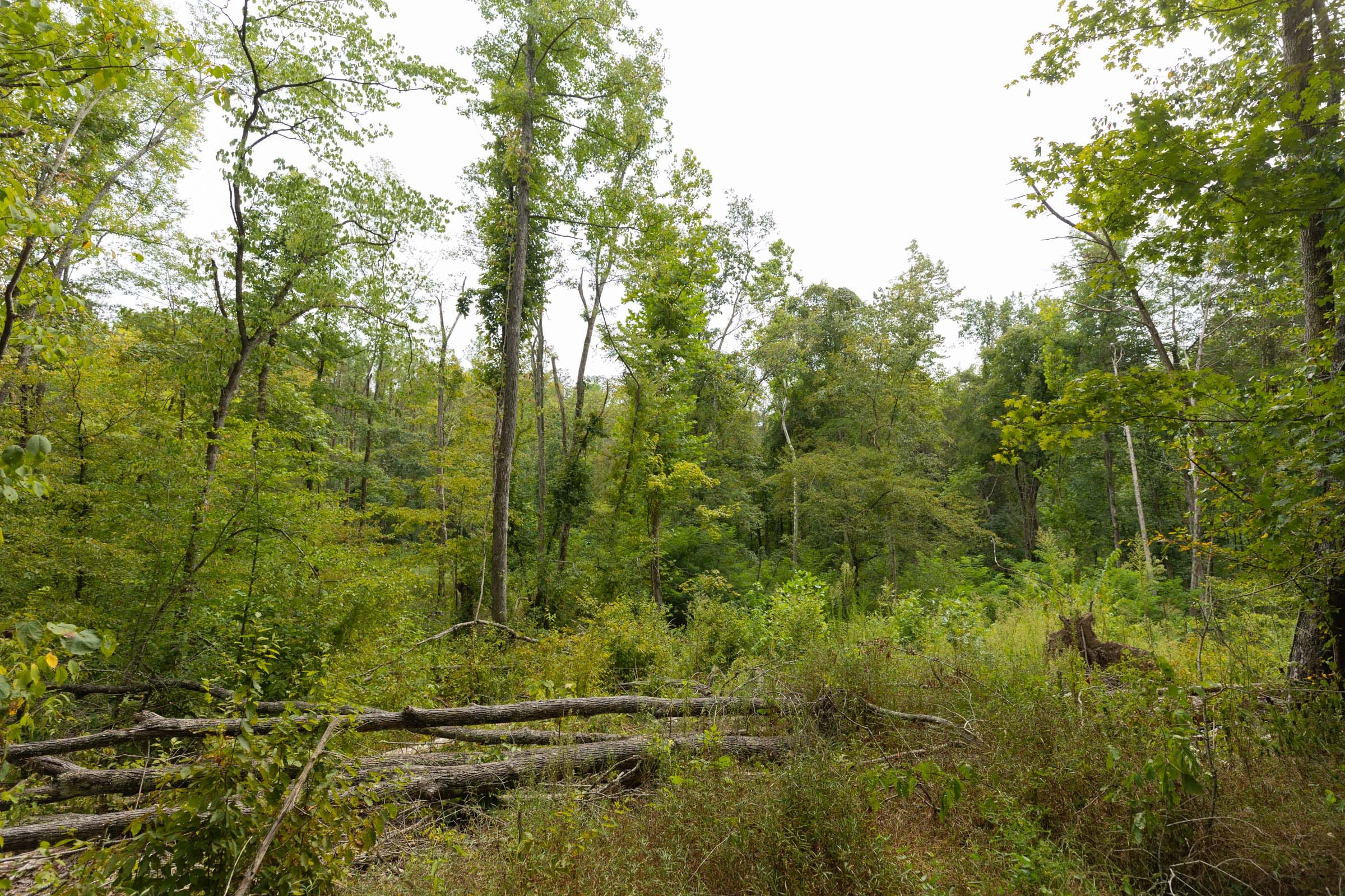 Big White Oak Tract 145 photo 16