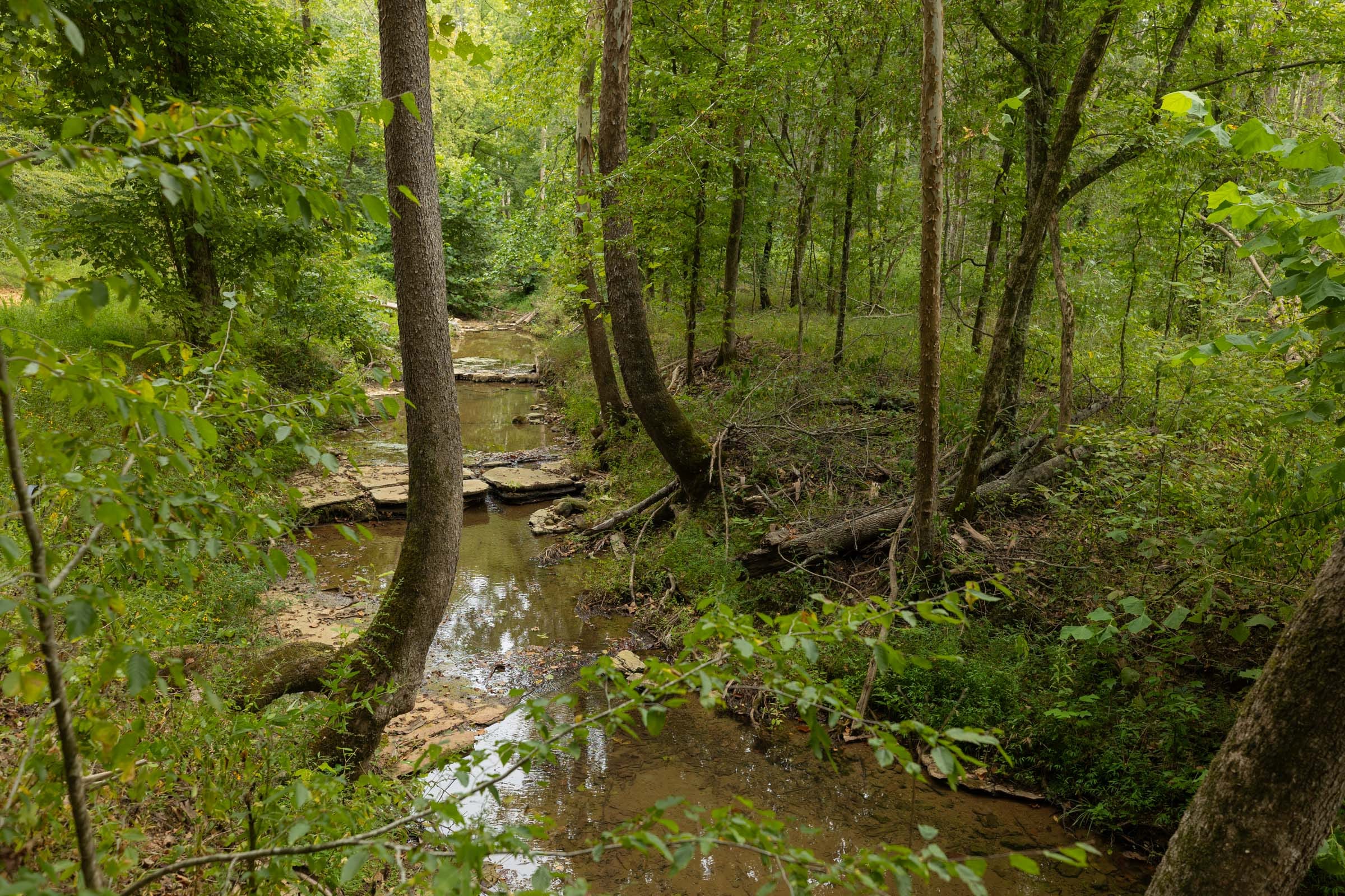 Big White Oak Tract 145 photo 2