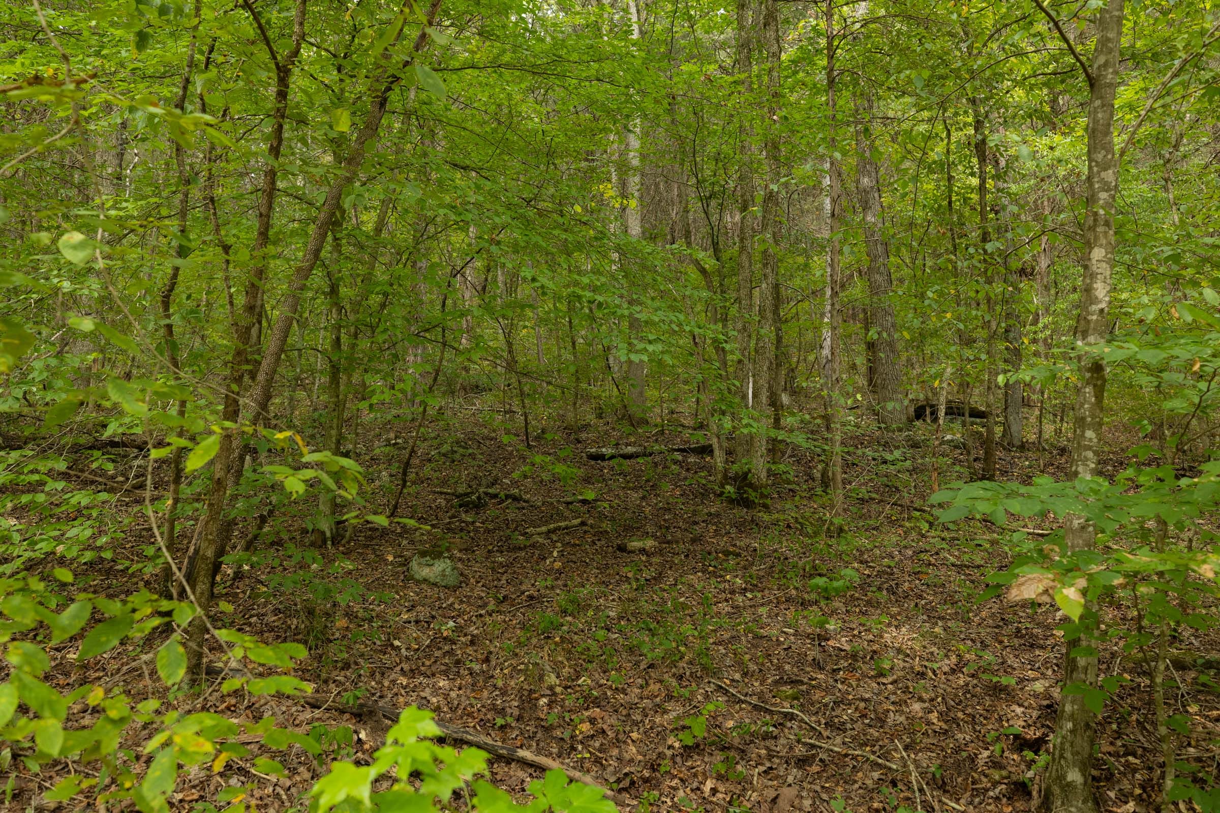 Big White Oak Tract 145 photo 15