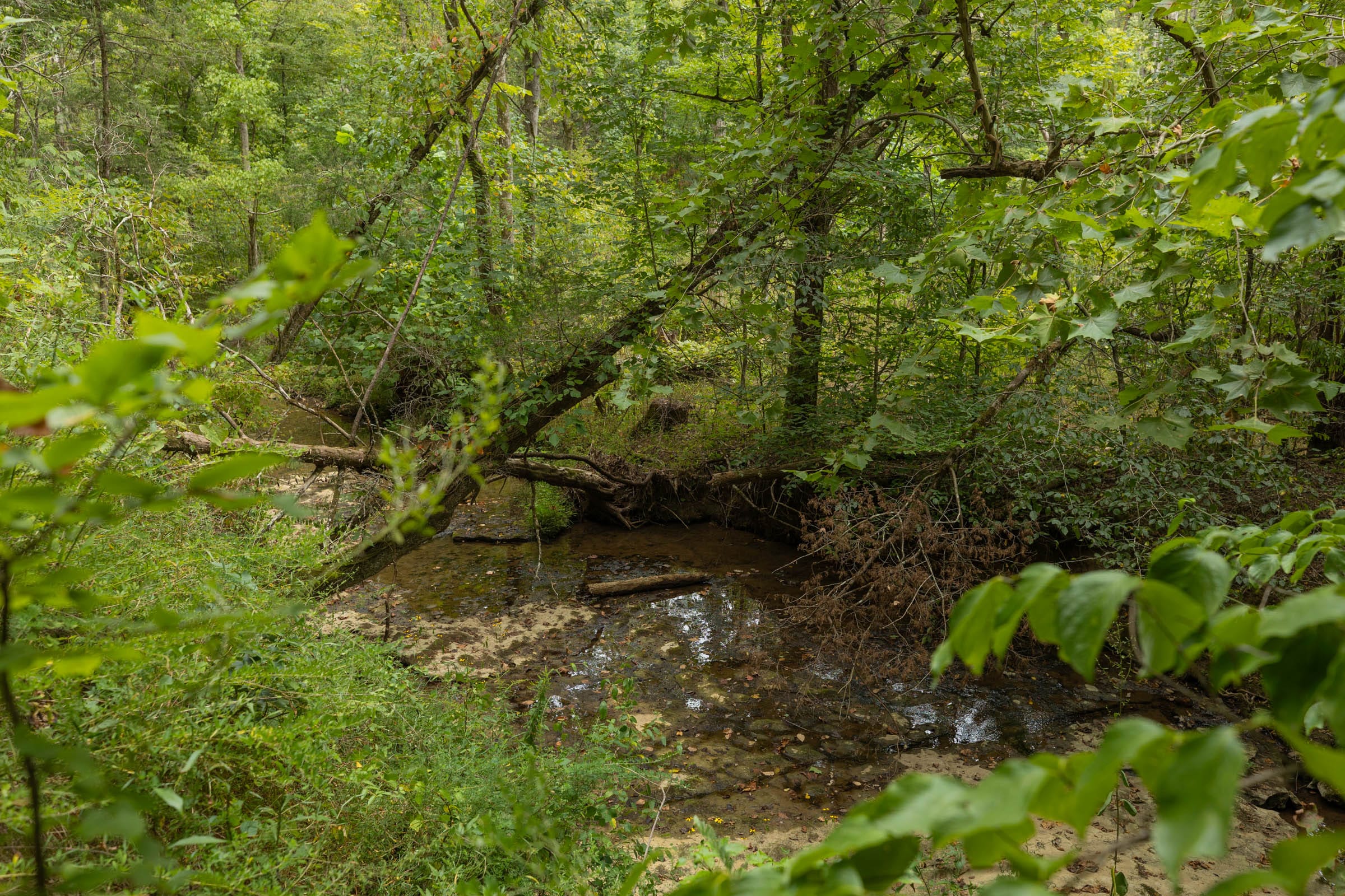 Big White Oak Tract 145 photo 14