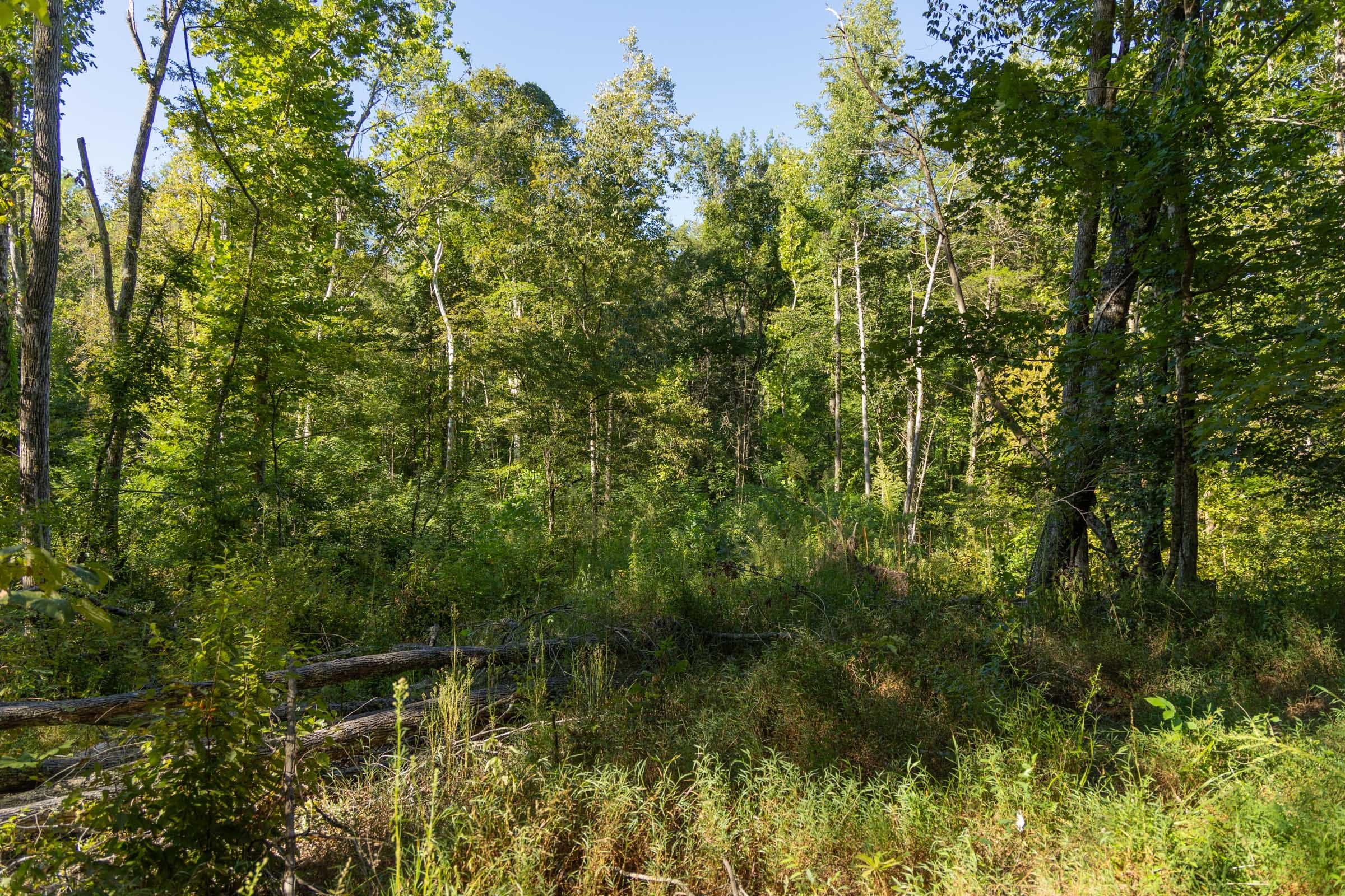 Big White Oak Tract 145 photo 13