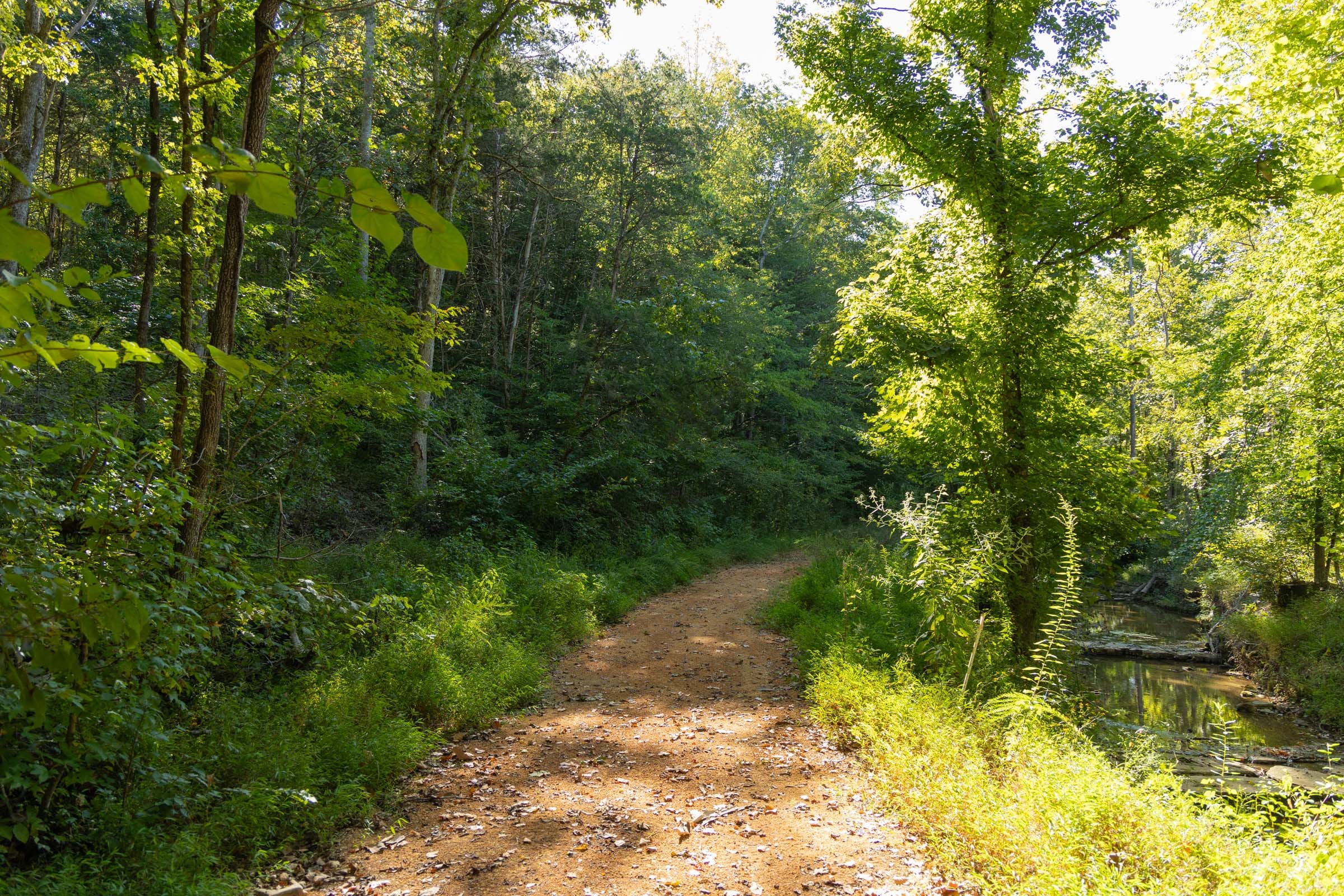 Big White Oak Tract 145 photo 3