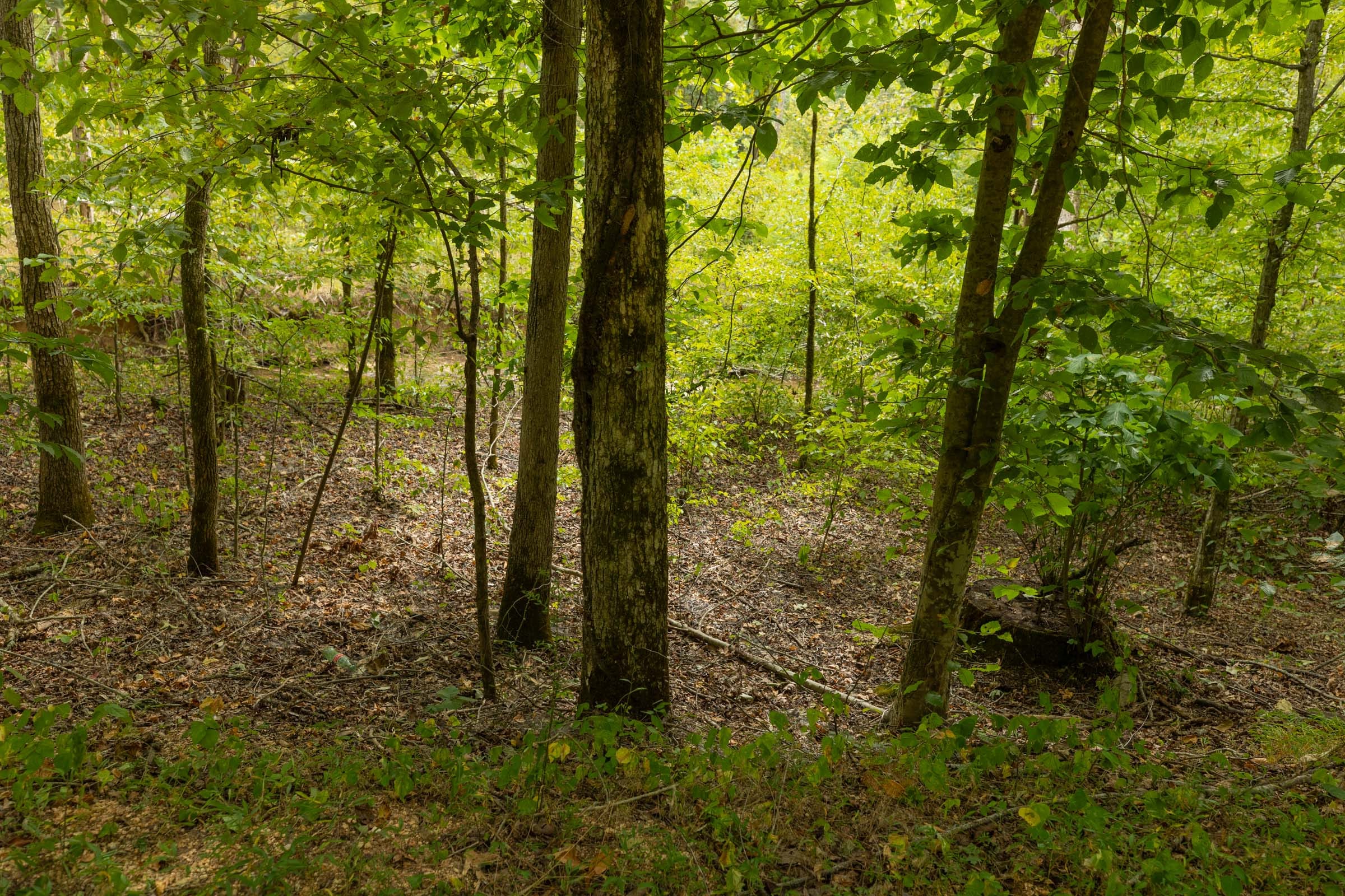 Big White Oak Tract 145 photo 10