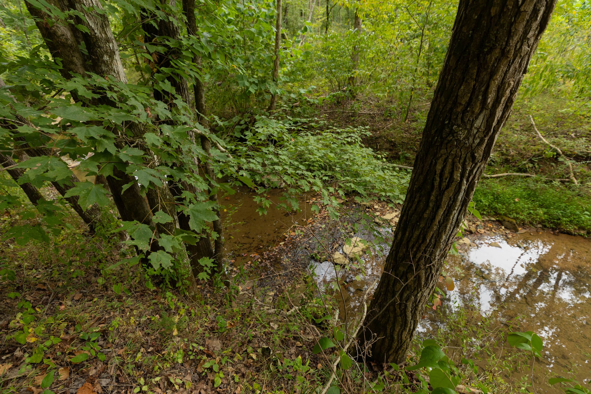 Big White Oak Tract 145 photo 9