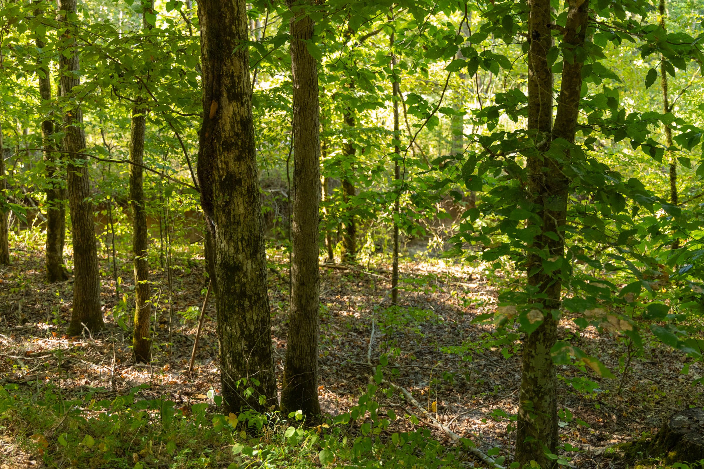 Big White Oak Tract 145 photo 8