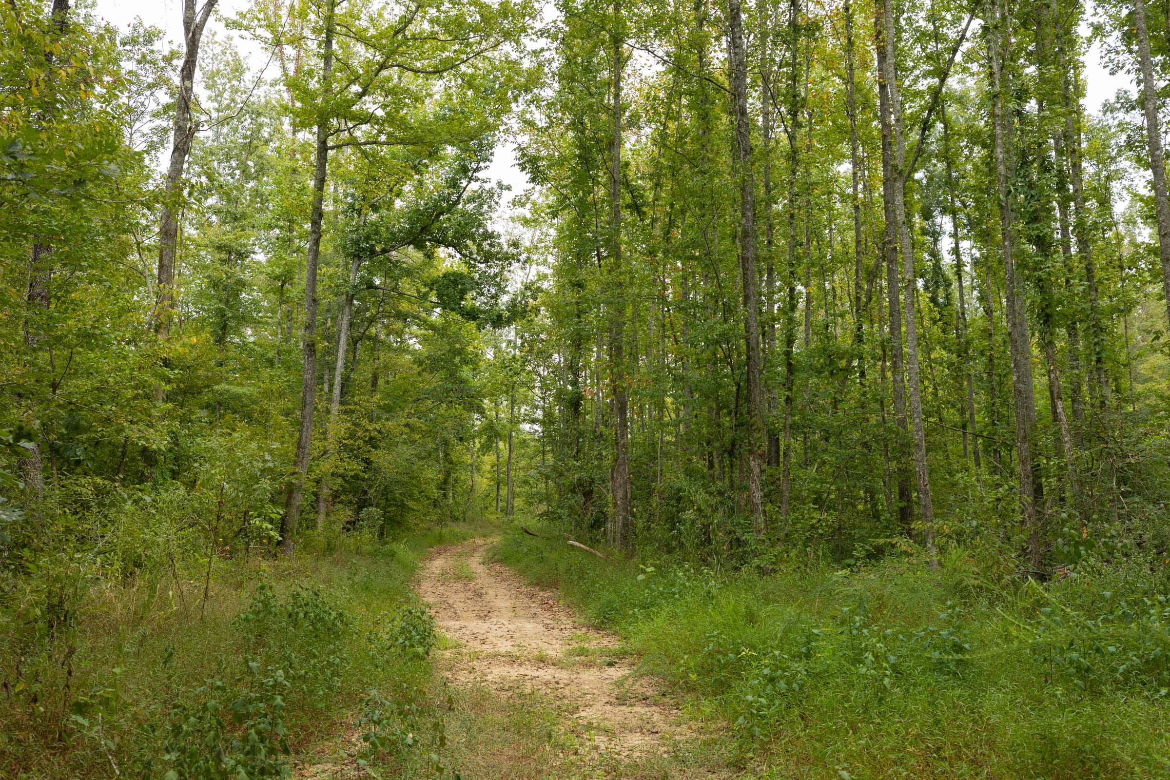 Big White Oak Tract 145 photo 7