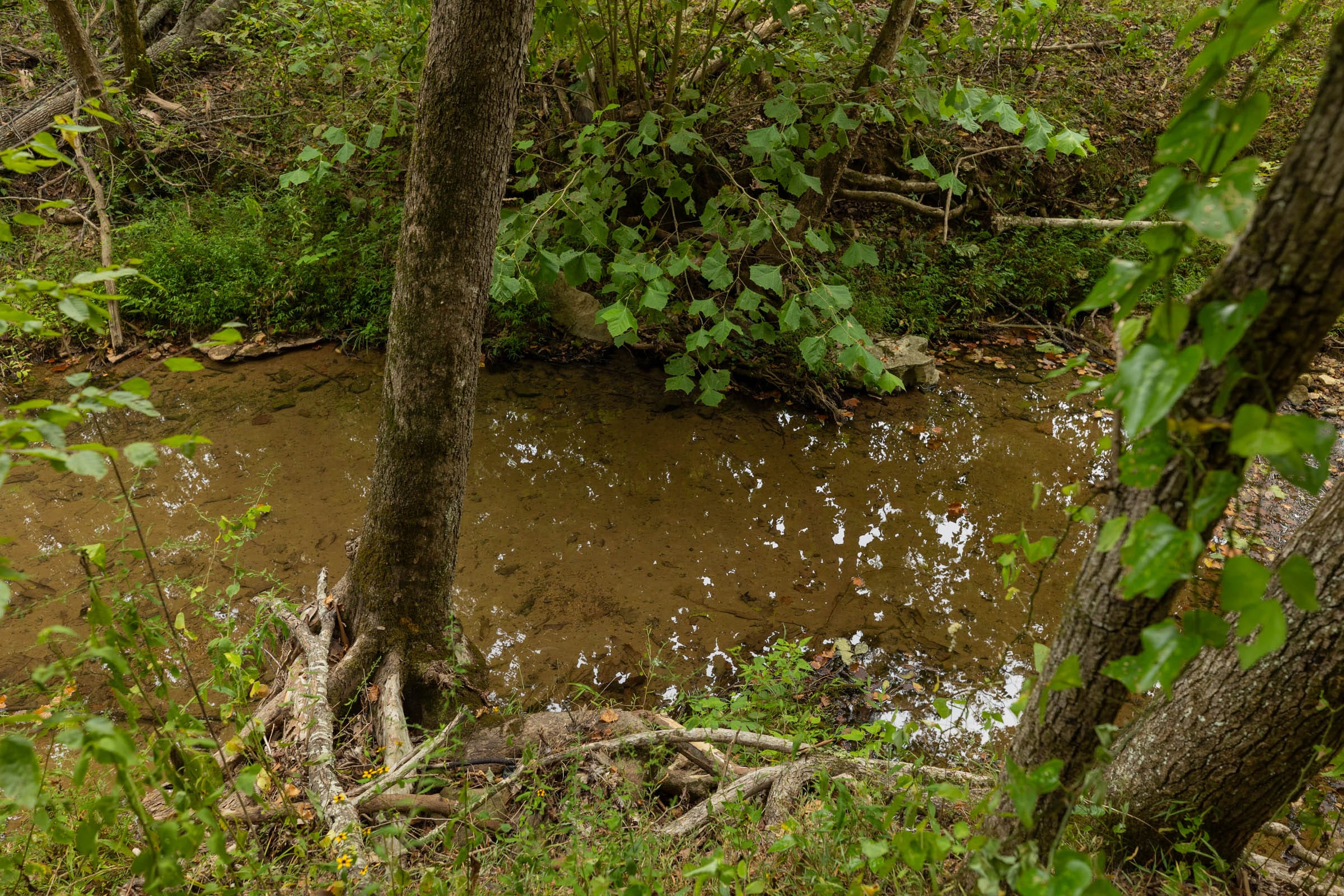 Big White Oak Tract 145 photo 5