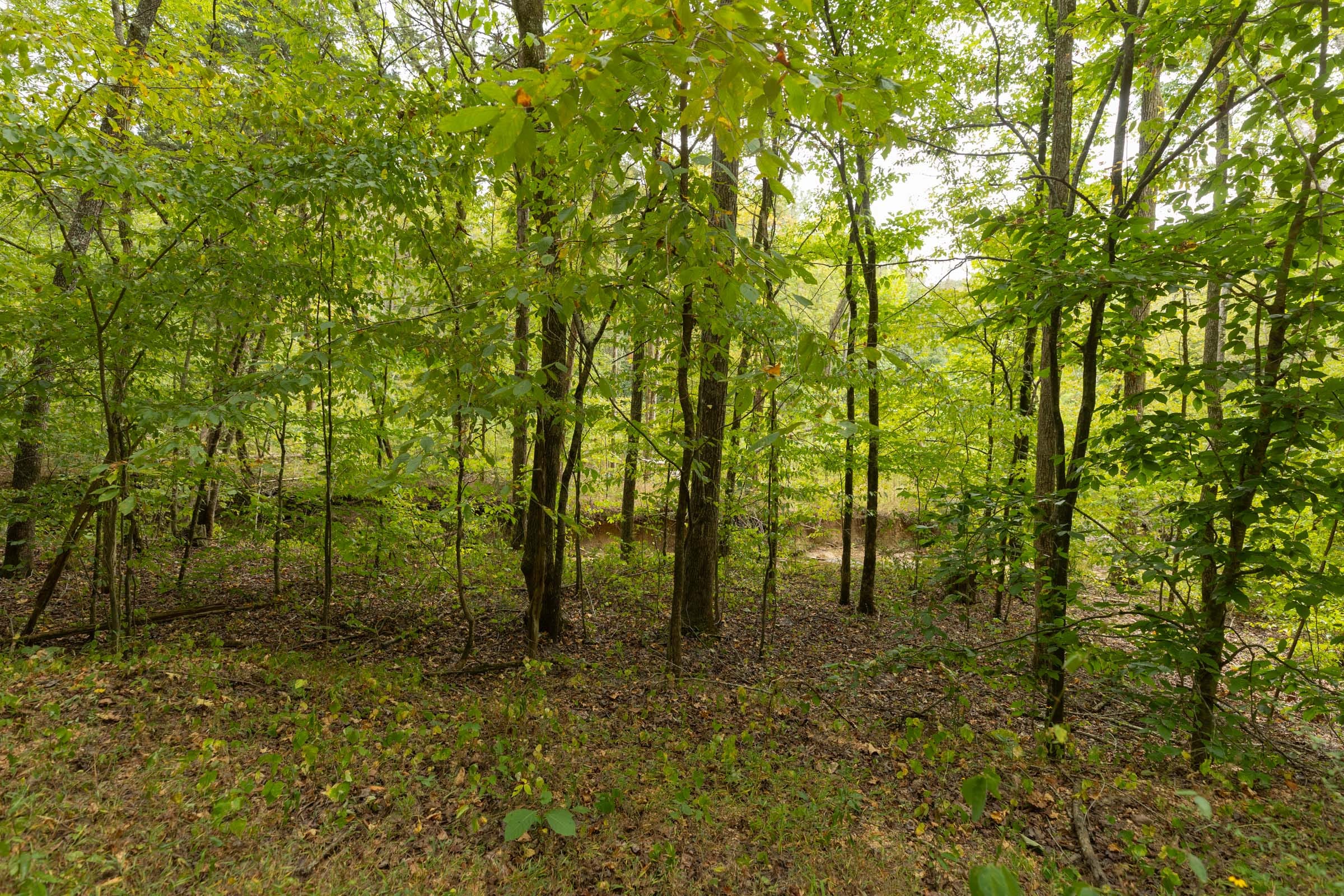 Big White Oak Tract 145 photo 4