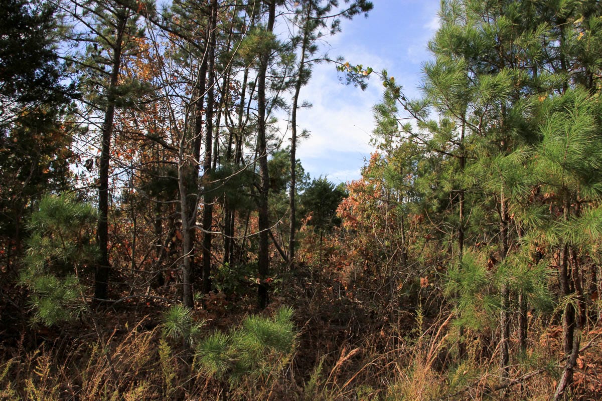 Stone Creek Phase III Tract 54 photo 4