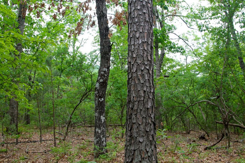 Trophy Ridge Phase II Tract 65 photo 2