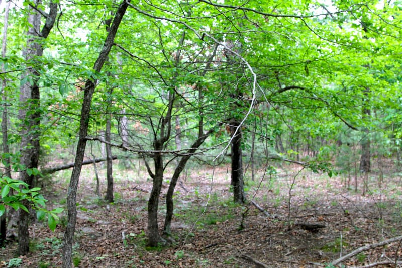 Trophy Ridge Phase II Tract 65 photo 3