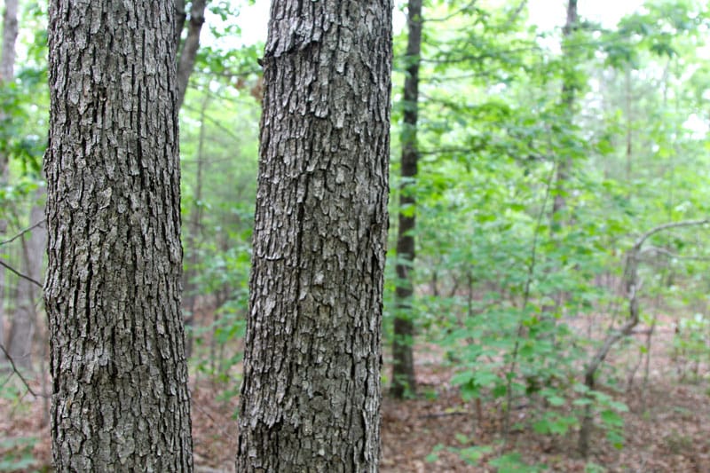 Trophy Ridge Phase II Tract 65 photo 4