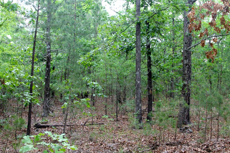 Trophy Ridge Phase II Tract 65 photo 5