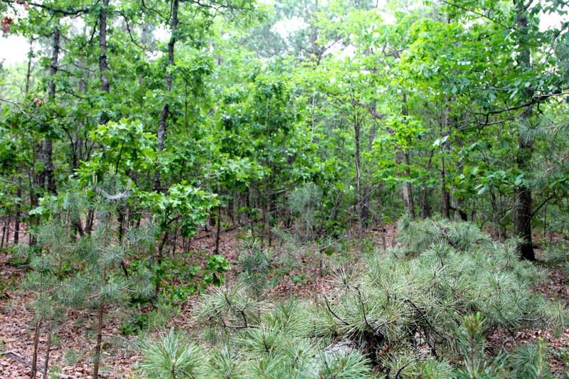 Trophy Ridge Phase II Tract 65 photo 6