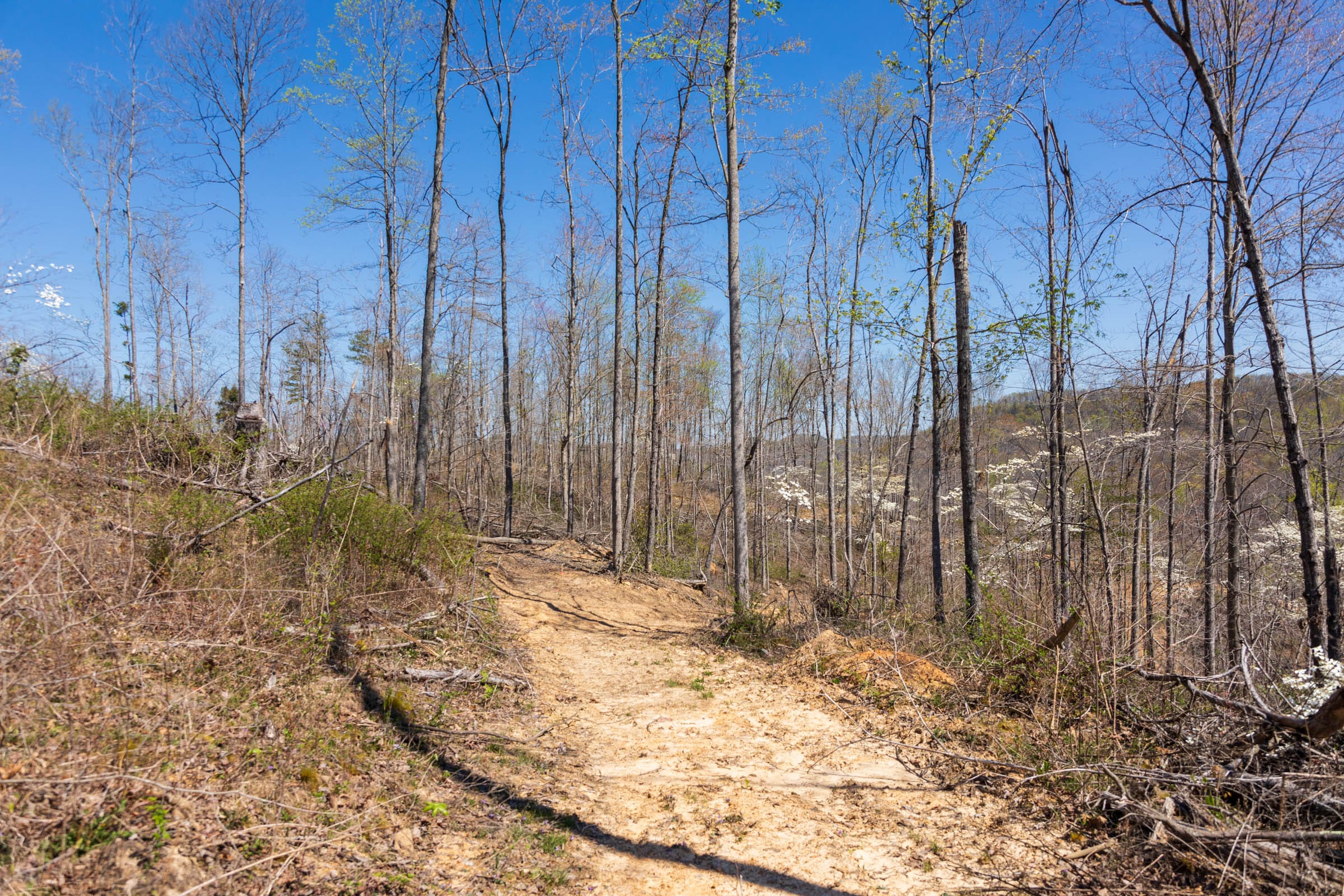 Creek Hollow Phase I Tract 41 photo 5