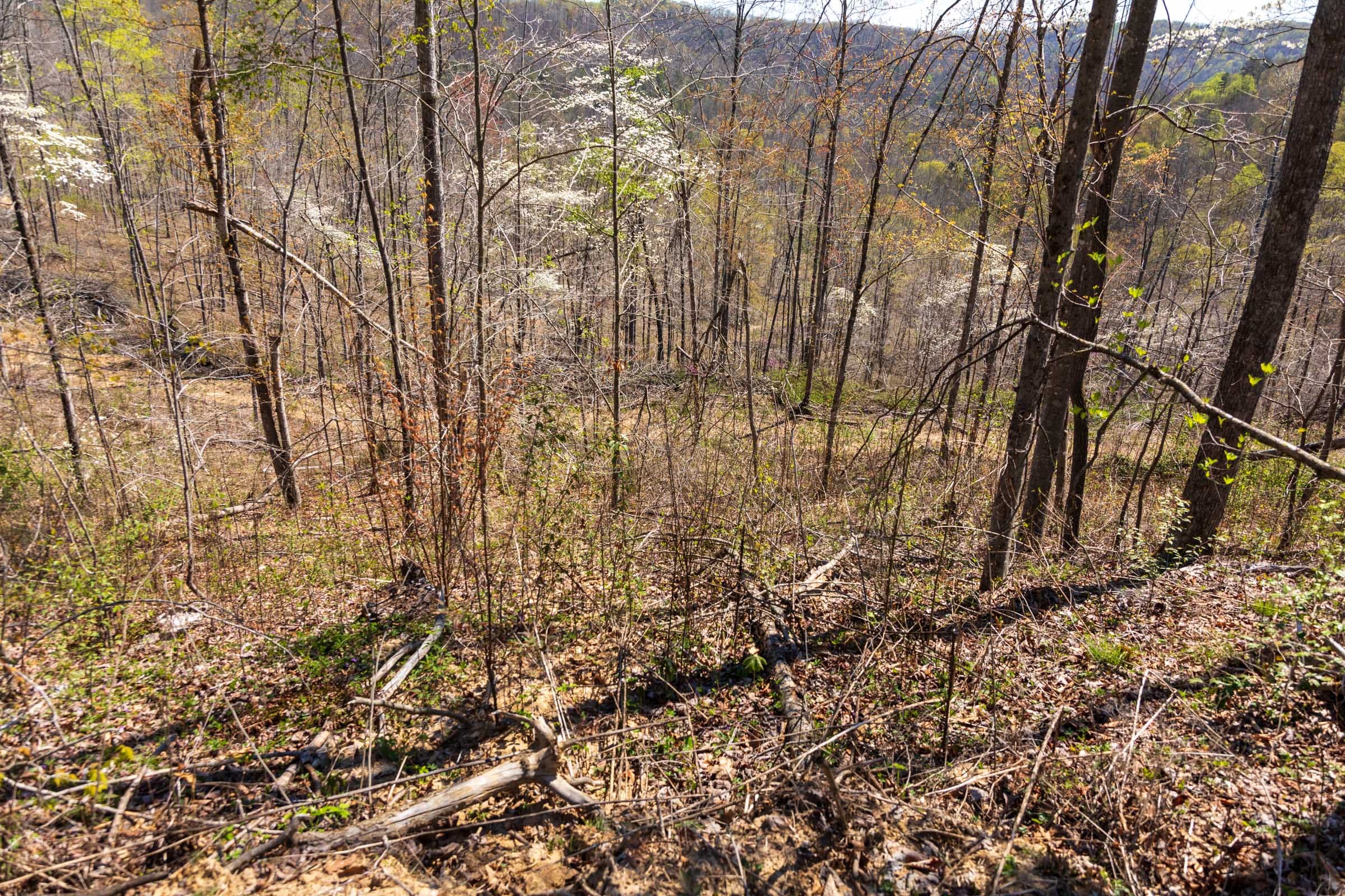 Creek Hollow Phase I Tract 41 photo 4