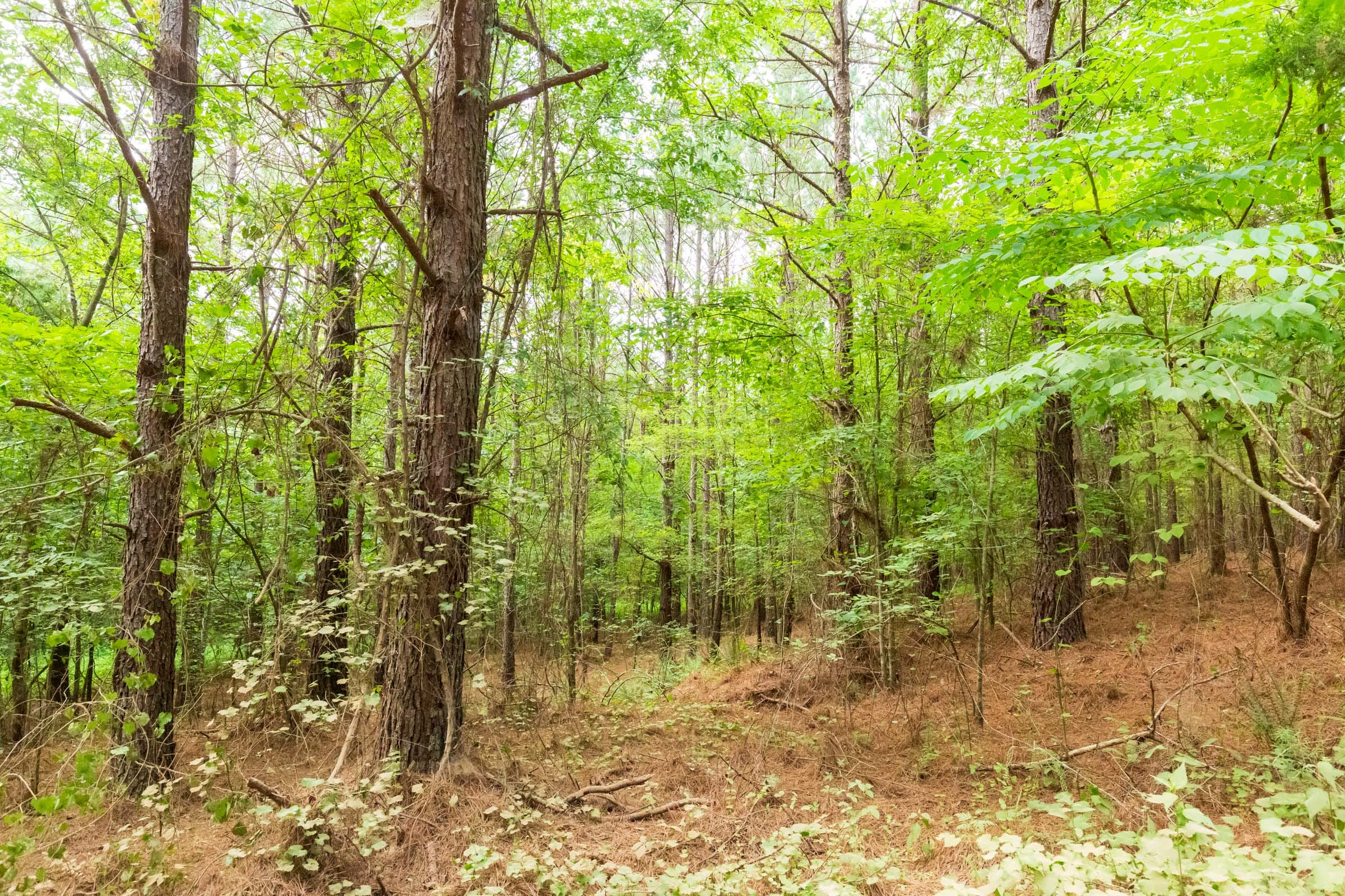 Whiskey Ridge Tract 73 photo 4