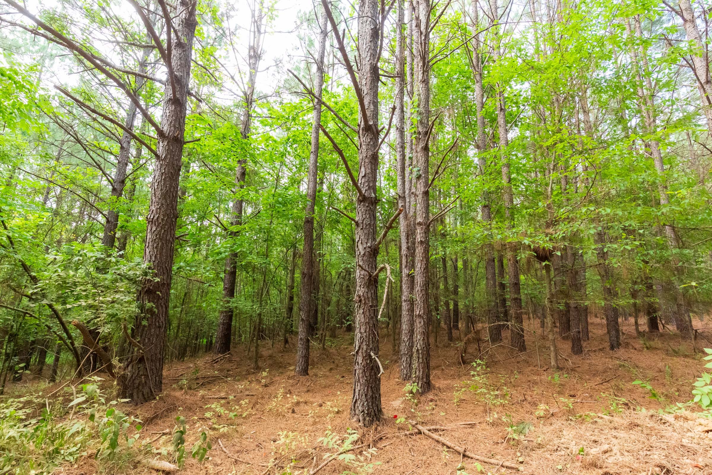Whiskey Ridge Tract 73 photo 5