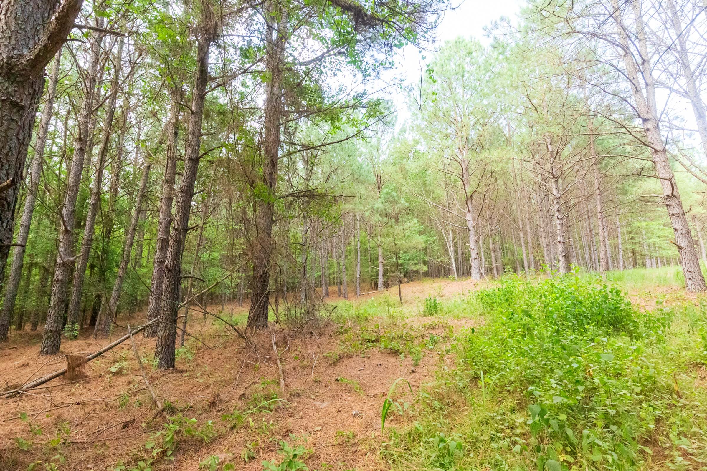 Whiskey Ridge Tract 73 photo 6