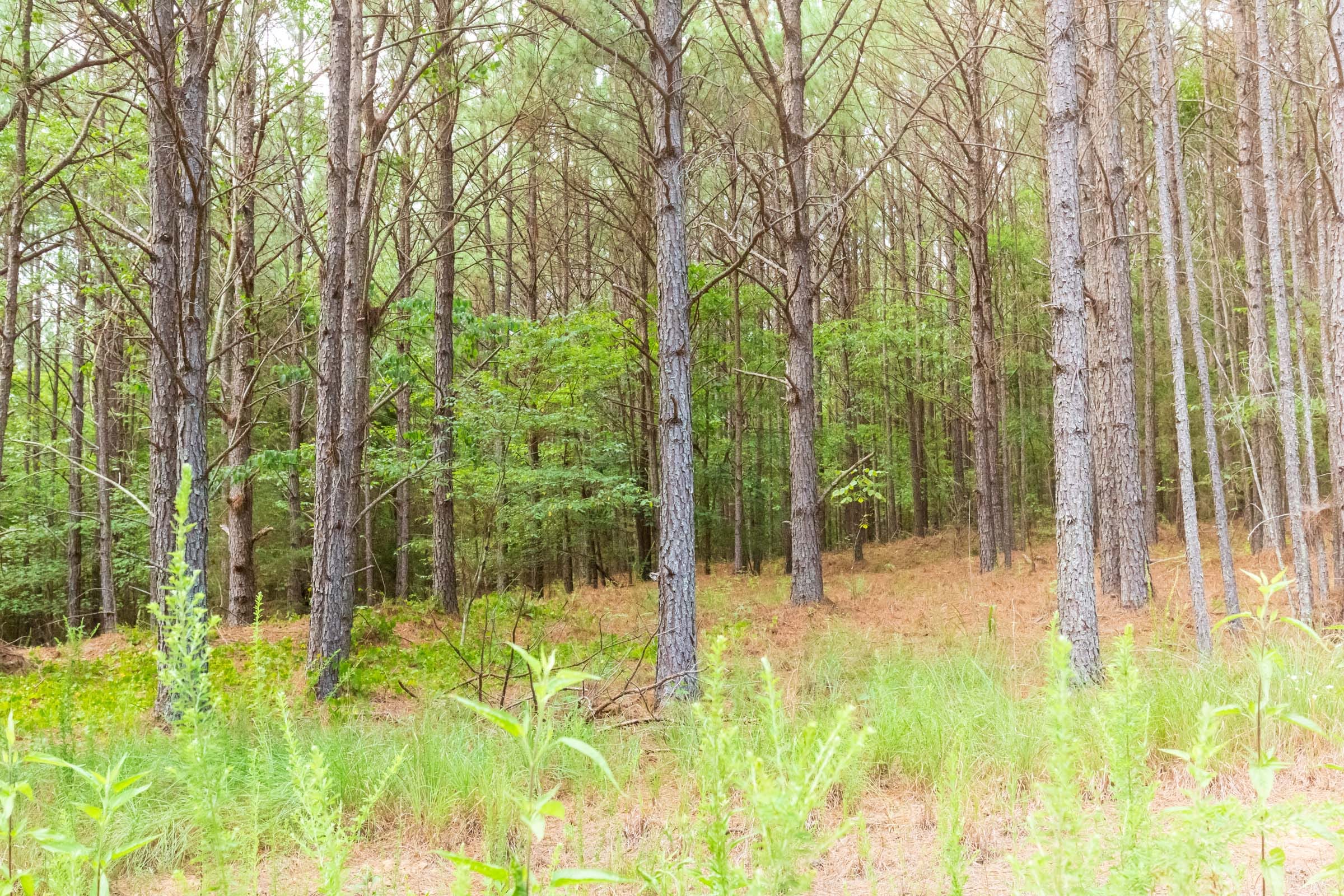 Whiskey Ridge Tract 73 photo 8
