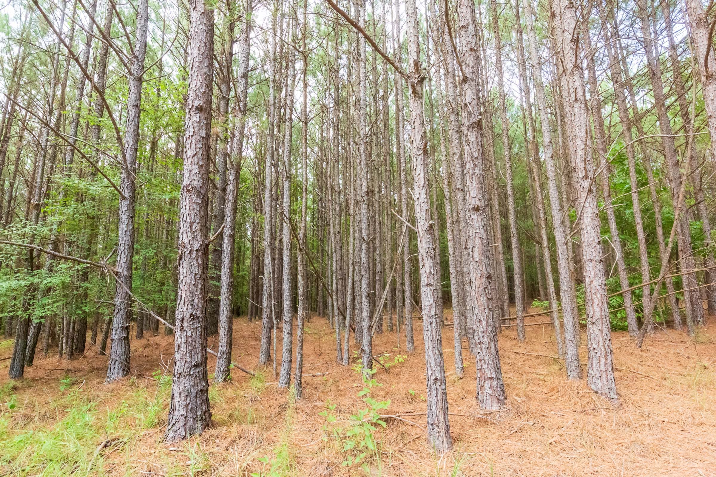 Whiskey Ridge Tract 73 photo 2
