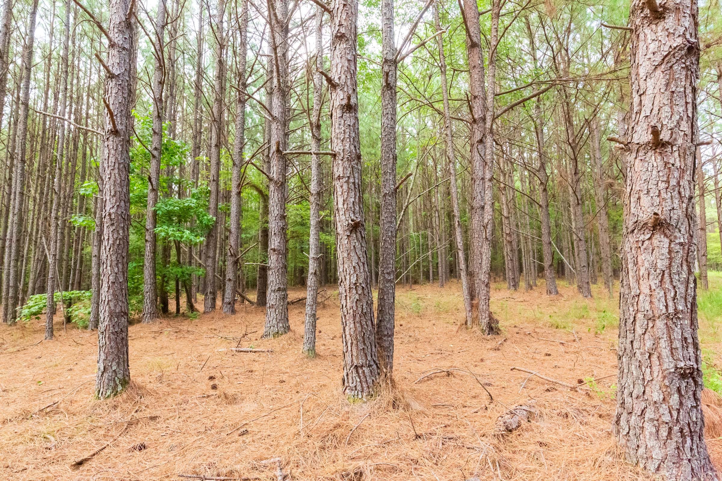 Whiskey Ridge Tract 73 photo 9