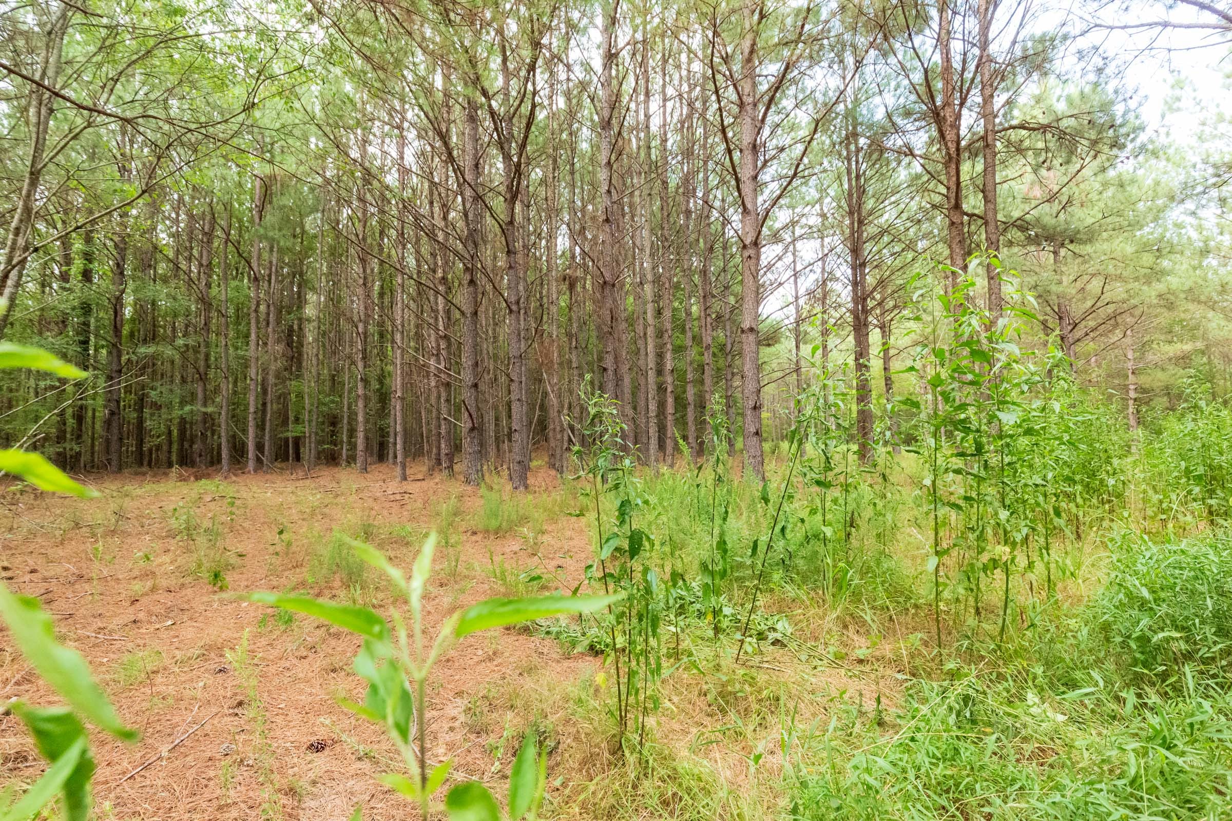 Whiskey Ridge Tract 73 photo 11