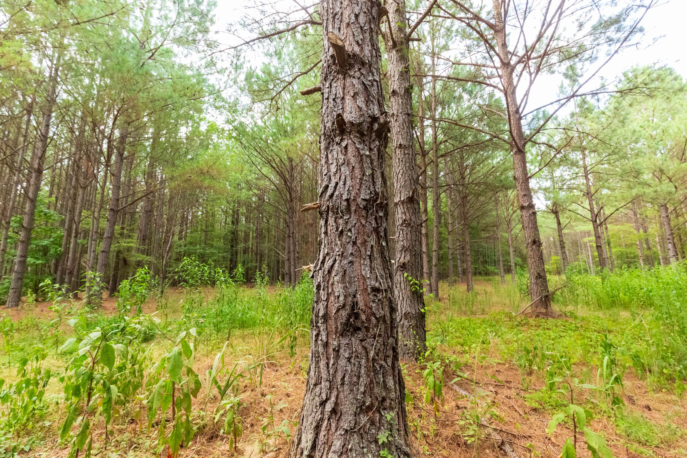 Whiskey Ridge Tract 73 photo 12