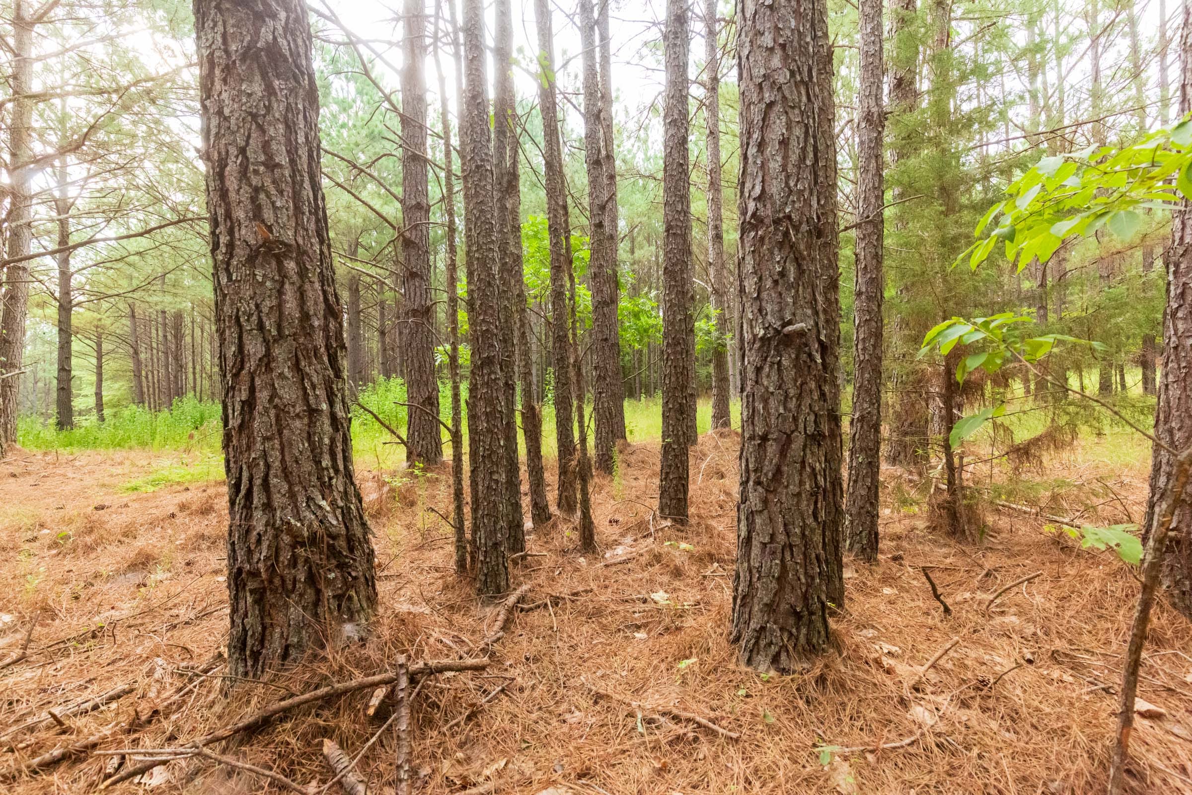 Whiskey Ridge Tract 73 photo 13
