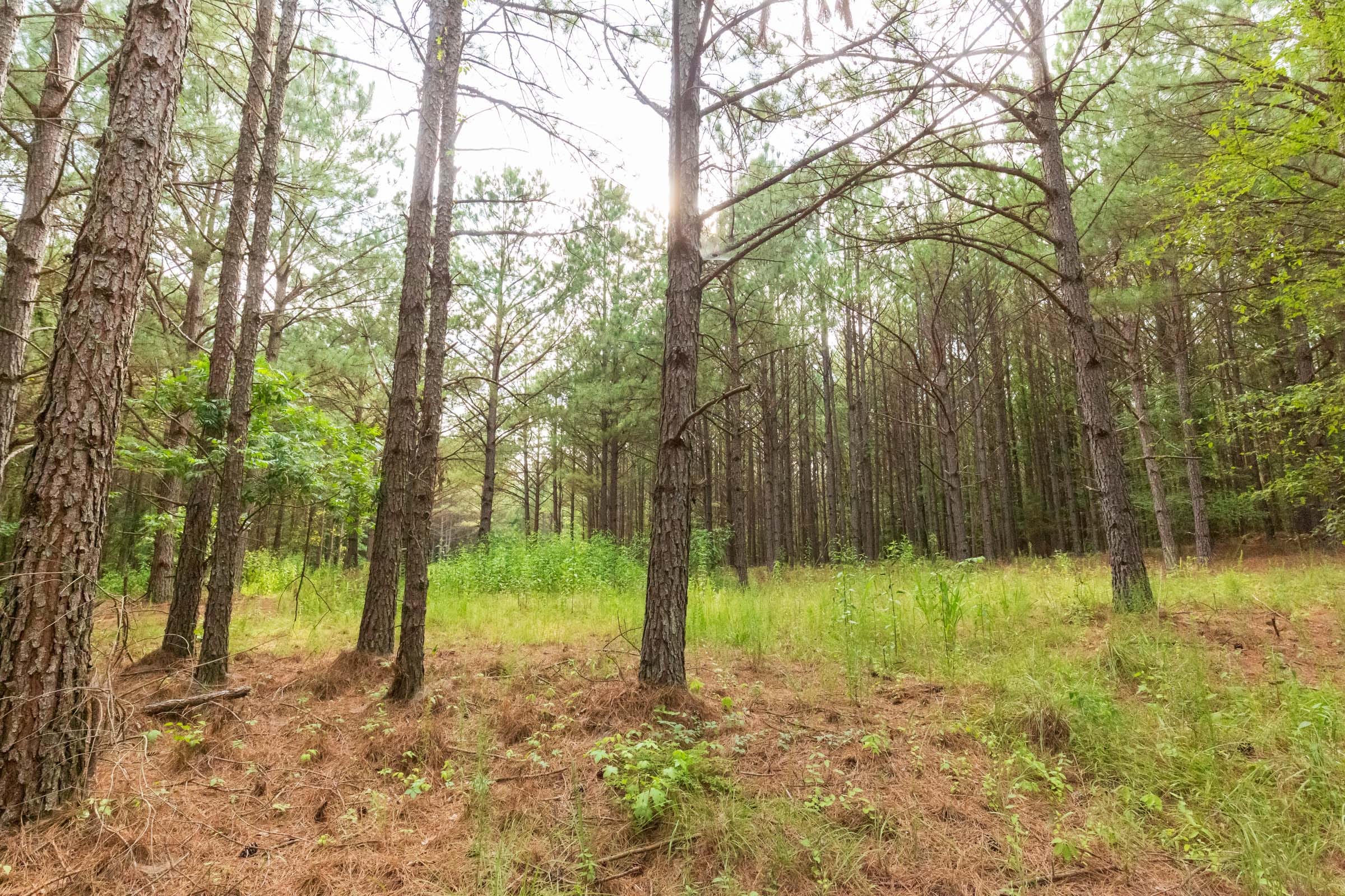 Whiskey Ridge Tract 73 photo 10