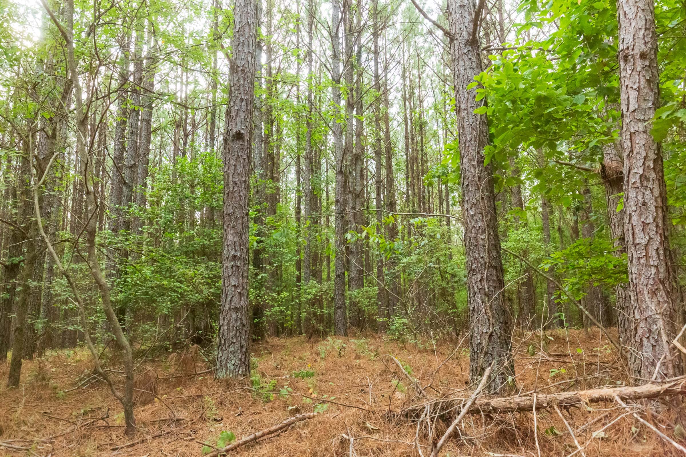 Whiskey Ridge Tract 73 photo 16