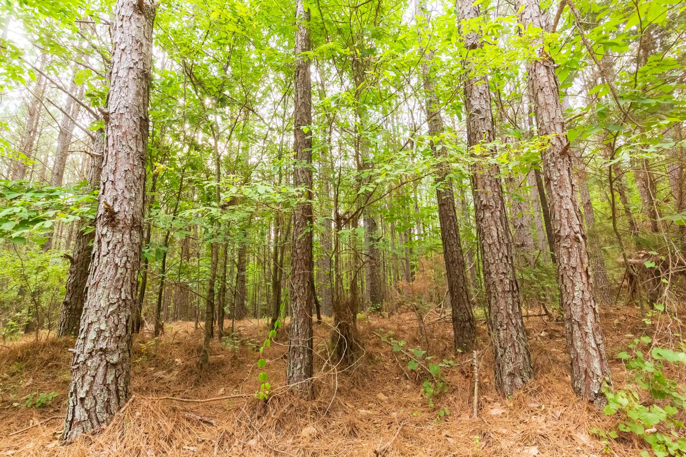 Whiskey Ridge Tract 73 photo 17